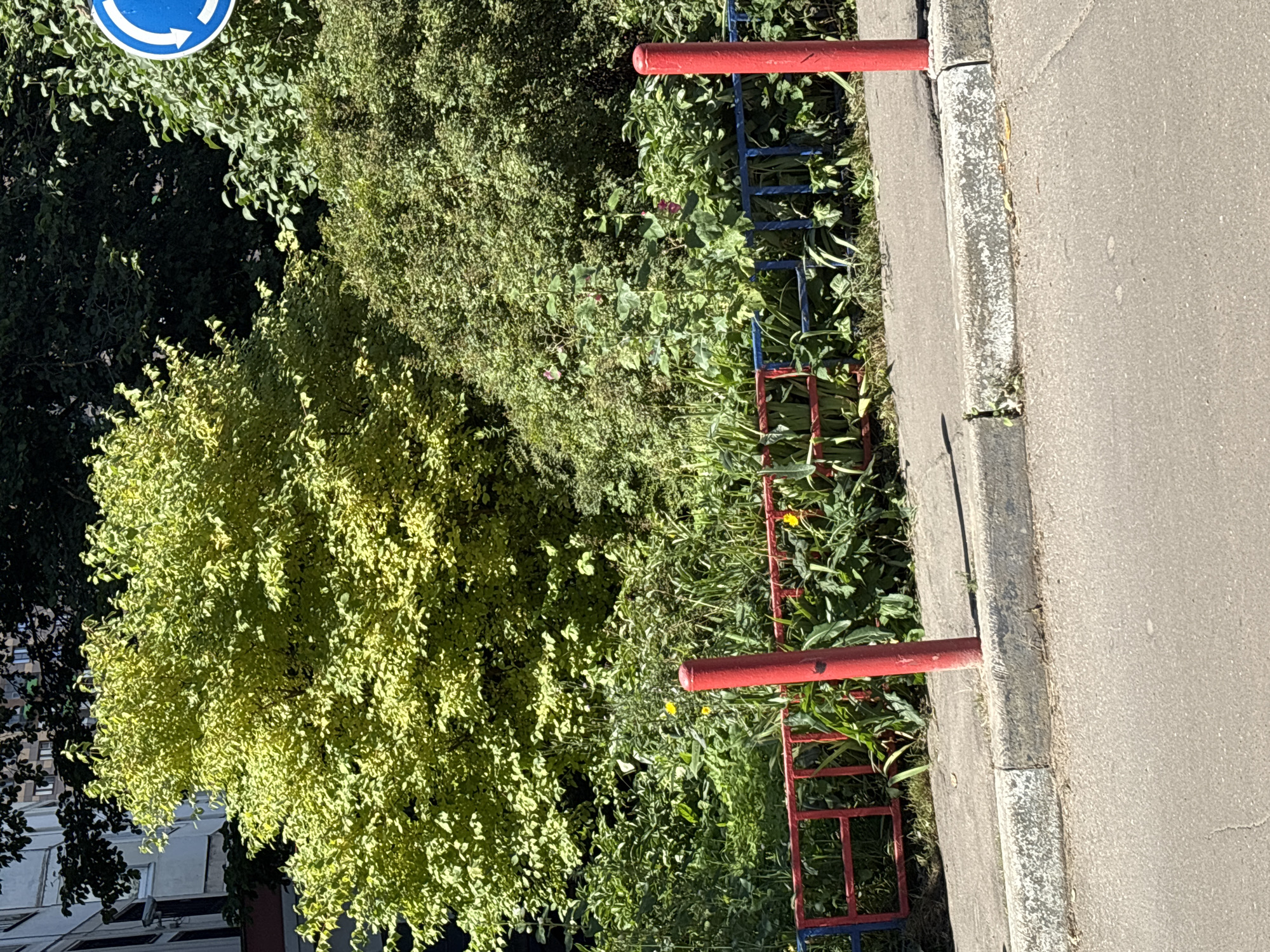 The image depicts a sunny outdoor scene in Odintsovo, Russia, featuring a residential building in the background partially obscured by lush green foliage. In the mid-ground, a vibrant yellow-green tree stands prominently, contrasting with darker green bushes and a dense undergrowth of various plants. A decorative red and blue metal fence runs horizontally across the scene, separating the vegetation from a concrete sidewalk. Two red cylindrical posts are visible along the fence, one closer to the foreground. Yellow flowers are scattered within the undergrowth. The foreground shows a paved road and the edge of the concrete sidewalk. A blue circular road sign with white arrows is partially visible at the top right of the image, indicating a roundabout. There are no people or animals present in the image. The overall impression is a well-maintained, naturalistic urban environment.