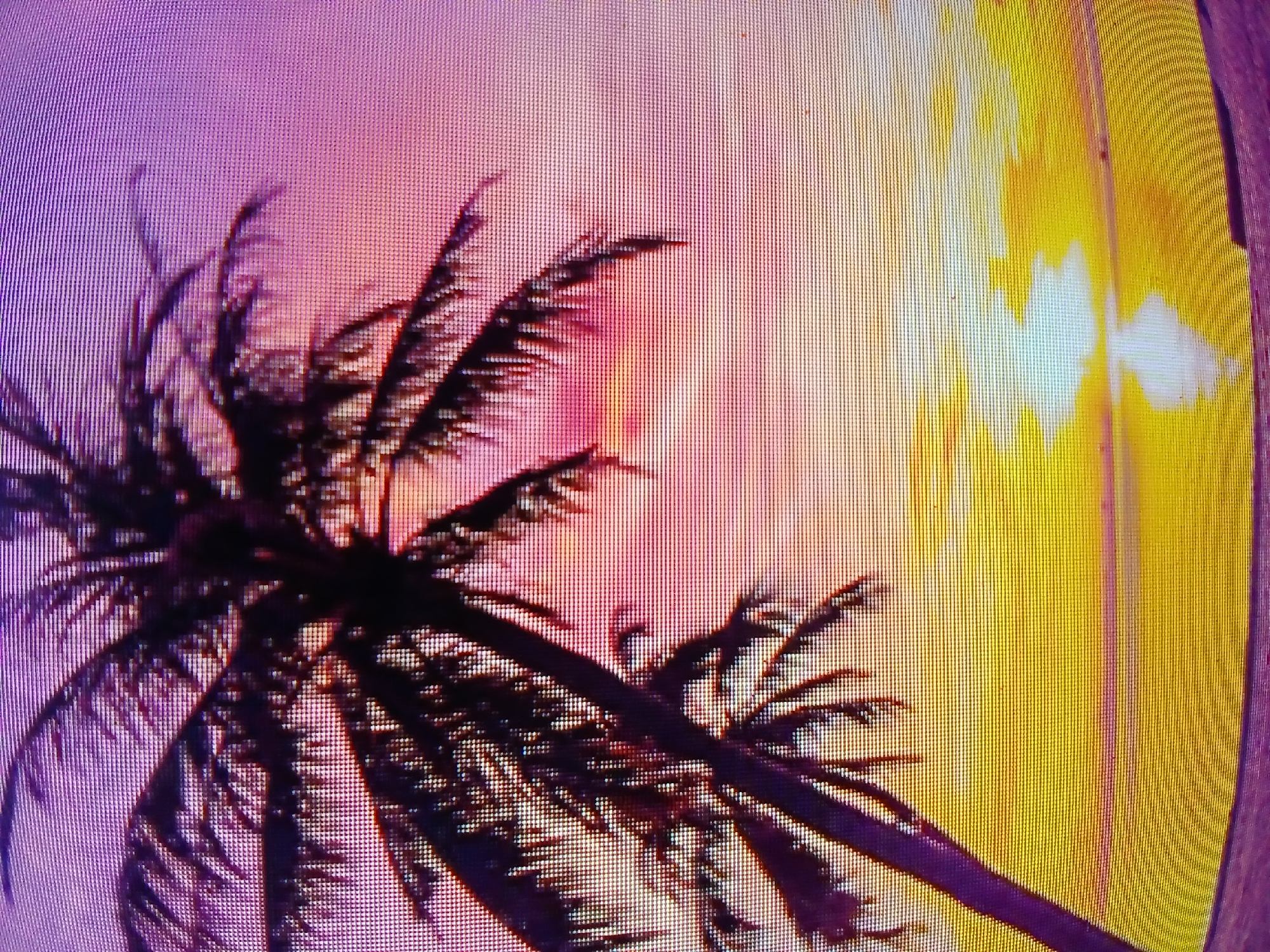 The image depicts two palm trees silhouetted against a colorful sunset sky in Juan Griego, Venezuela. The sky transitions from purple to pink and orange to bright yellow near the setting sun. The palm trees are dark and their fronds spread out, creating a tropical ambiance. The overall composition evokes a sense of tranquility and natural beauty. The image seems to have been captured by someone looking up from the ground. The pixelated look of the image indicates it might have been taken with a low-resolution camera or a screen capture.