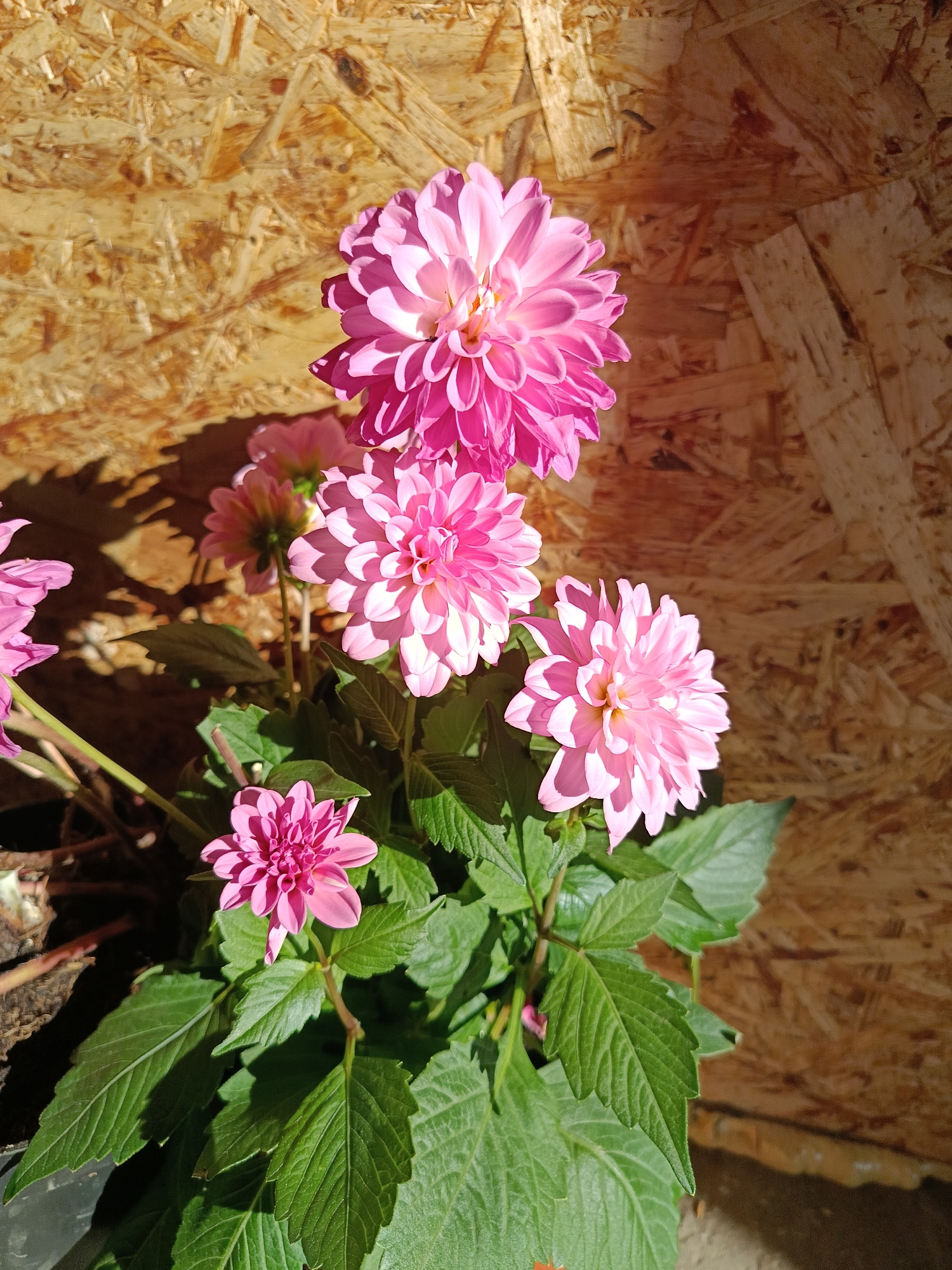 The image depicts a cluster of pink dahlia flowers in full bloom, set against a background of particle board. The dahlias are of varying sizes, with the largest flower prominently positioned at the top of the frame. The flowers exhibit multiple layers of petals, and their color ranges from light pink to a deeper shade. The leaves of the dahlia plant are green and vibrant. The particle board background is a light brown color, and the scene is lit by sunlight, creating shadows on the background. The location is unknown.