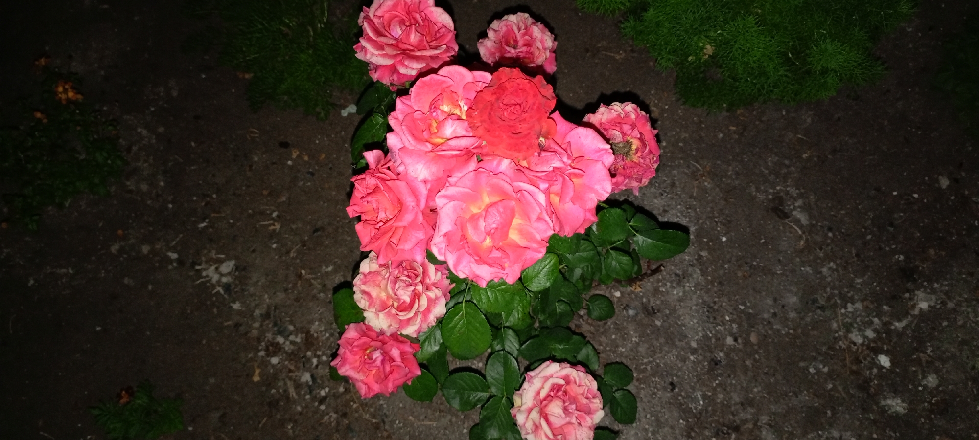 A bouquet of pink roses is arranged on a dark, pebbly surface, possibly a sidewalk or dirt path, with patches of green foliage in the background. The roses vary in bloom, with some tightly furled and others fully opened, revealing layers of delicate petals. The lighting suggests it might be evening or a shaded area. The image does not provide any information regarding the city of Kirsanov, Russia, nor does it depict any people, actions, or interactions.