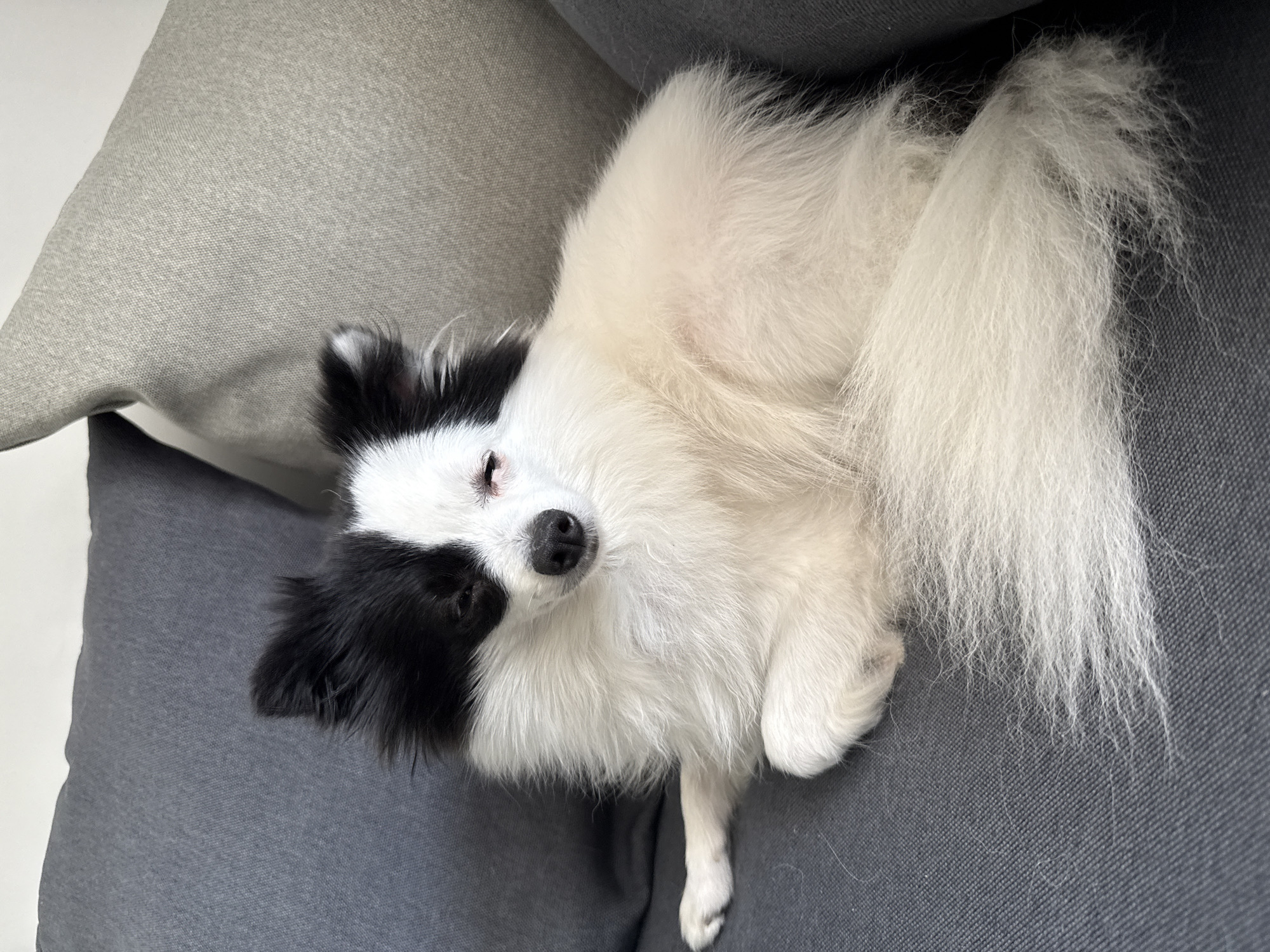 A small domestic dog with a predominantly white, long-haired coat and distinct black markings on its head is resting on a dark grey fabric sofa in an indoor setting in Stara Zagora, Bulgaria. The dog's left side of its face, including its eye and ear, is black, while its right side is white with a black ear. Its eyes are partially closed, indicating a relaxed or drowsy state, and its nose is black. The animal's body, legs, and bushy tail are white. It is positioned lying on its side, with its front left paw extended forward on the sofa cushion. The sofa is upholstered in a textured, tightly woven dark grey fabric. A lighter, possibly beige or light grey, cushion is partially visible in the upper right background, along with a plain, light-colored wall. Scattered loose white hairs, consistent with dog shedding, are visible on the grey sofa cushion around the dog, particularly near its tail and front paw. The scene is illuminated by soft, even lighting.
