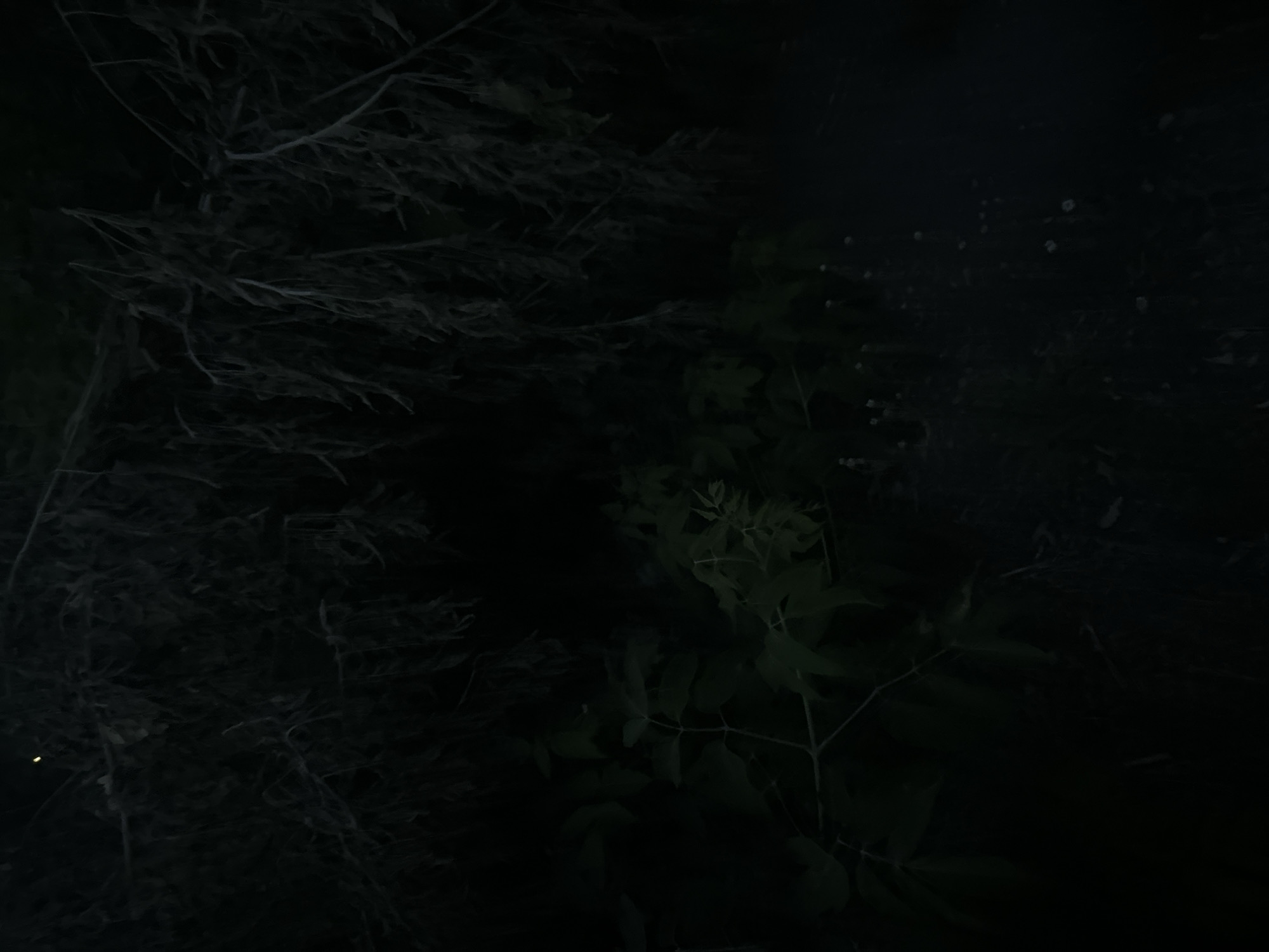 The image is a low-light, nighttime scene with dense foliage. The foreground features dark, feathery branches that appear dry and somewhat brittle, possibly dead or dormant. To the right, there is a patch of green leaves, suggesting living vegetation. These leaves are clustered on thin stems and appear to be part of a bush or small tree. The overall lighting is dim, with only faint illumination that highlights some textures and outlines. There are a few small, bright white specks scattered in the darker areas of the image, which could be dust particles, water droplets, or possibly distant lights. A tiny, faint yellow light is visible in the lower left corner, which might be a distant light source or an insect.
The scene appears to be outdoors, possibly in a natural setting like a forest, park, or garden, given the presence of plants and branches. The time of day is clearly night due to the darkness and lack of clear ambient light. There are no people or specific objects visible besides the natural elements. The mood evoked by the image is somewhat mysterious and perhaps a little eerie due to the darkness and the skeletal appearance of some of the branches. No text is visible in the image. The location context is provided as Biysk, Russia, which suggests a temperate climate where such vegetation might be found.