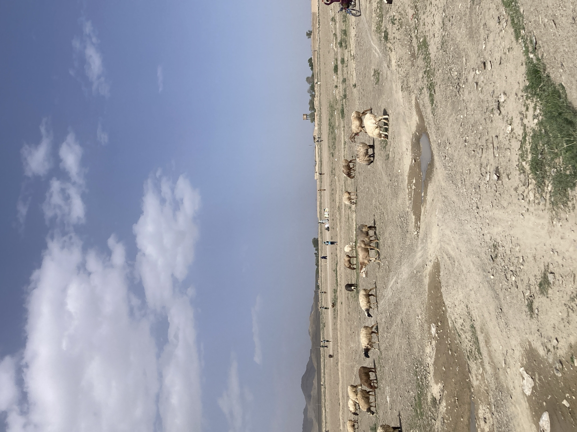 The image shows a flock of sheep moving across a dry, arid landscape, likely a rural area. In the background, there are mountains and what appear to be structures, possibly a small village or settlement. A road or path stretches across the landscape, indicating some level of human activity. The sky is visible, with patches of clouds suggesting clear weather. A person on a bicycle is on the road. The location of this is in the city of Gulistan, Pakistan.