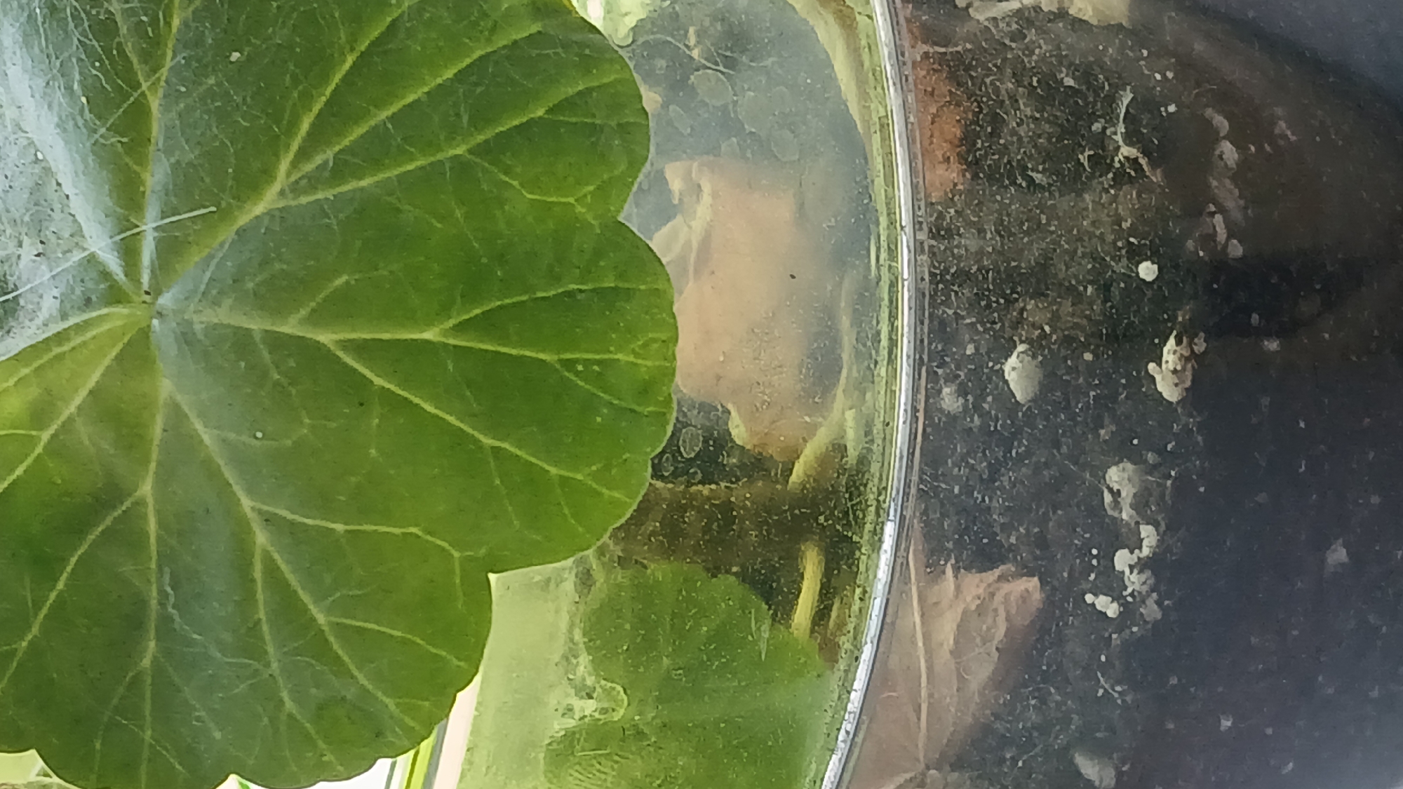 The image shows a close-up view of a plant in a transparent container, likely a pot or terrarium. The upper portion of the image is dominated by a large, green leaf with prominent veins. Below the leaf, the transparent container reveals the plant's stem and roots, submerged in water or moist soil. The bottom part of the container contains dark soil with white, clumpy material, possibly fertilizer or mineral deposits. The overall impression is of a healthy plant, though the presence of visible roots and the moist environment suggest it may be in a propagation or aquatic setup. The location in Rubtsovsk, Russia, is not discernible from the image itself.