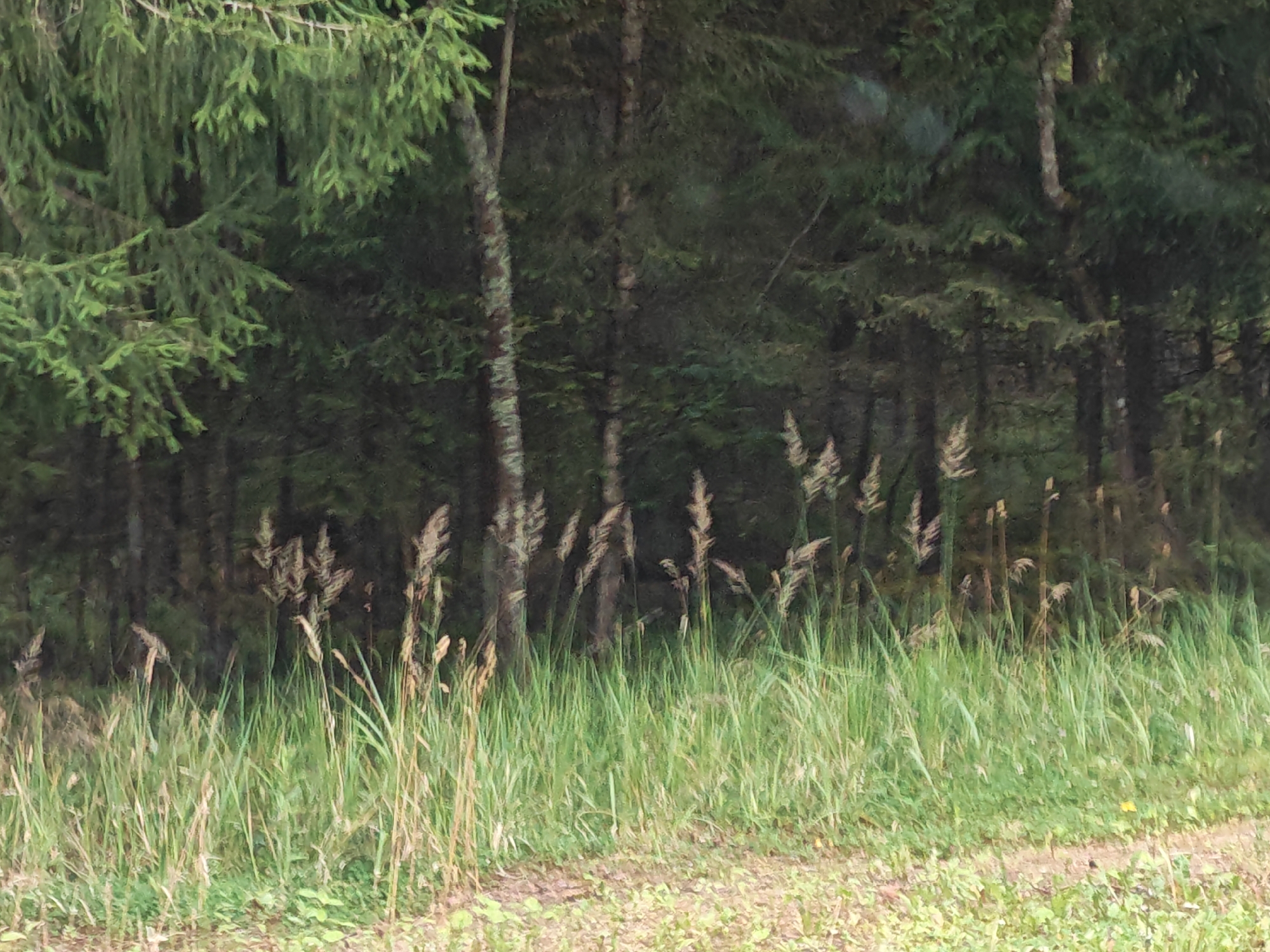 A medium shot captures a natural scene with a dense forest in the background and tall green grass in the foreground. The forest consists of numerous trees, some with visible trunks and branches, and others appearing as dark green silhouettes. The foreground is dominated by lush green grass, with several stalks of dried, light-brown grass interspersed among the green blades. The dried grass stalks are taller than the green grass and have feathery tops. A dirt path is visible at the bottom of the image, curving slightly from left to right. The lighting suggests it is daytime, with soft, diffused light. The overall impression is one of a peaceful, natural setting. The image does not contain any people or indications of urban life, and there are no specific landmarks or features to pinpoint a precise location within Luga, Russia.