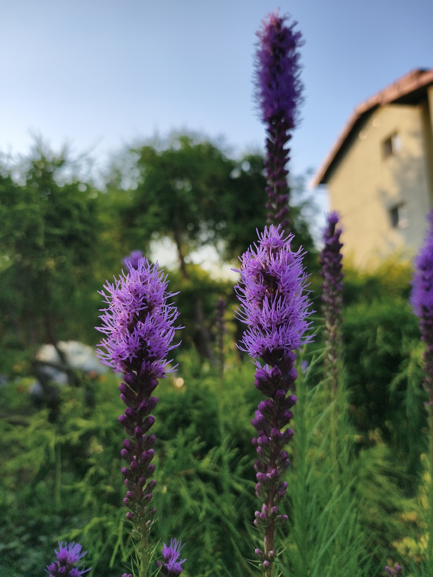 The image displays a close-up view of purple Liatris flowers in a garden setting, with a light yellow house and green trees in the background. The sky is clear and blue, suggesting it is daytime. The Liatris flowers are in bloom, with their characteristic feathery purple florets. The house appears to be a residential building. The overall scene is peaceful and depicts a suburban or rural environment.
