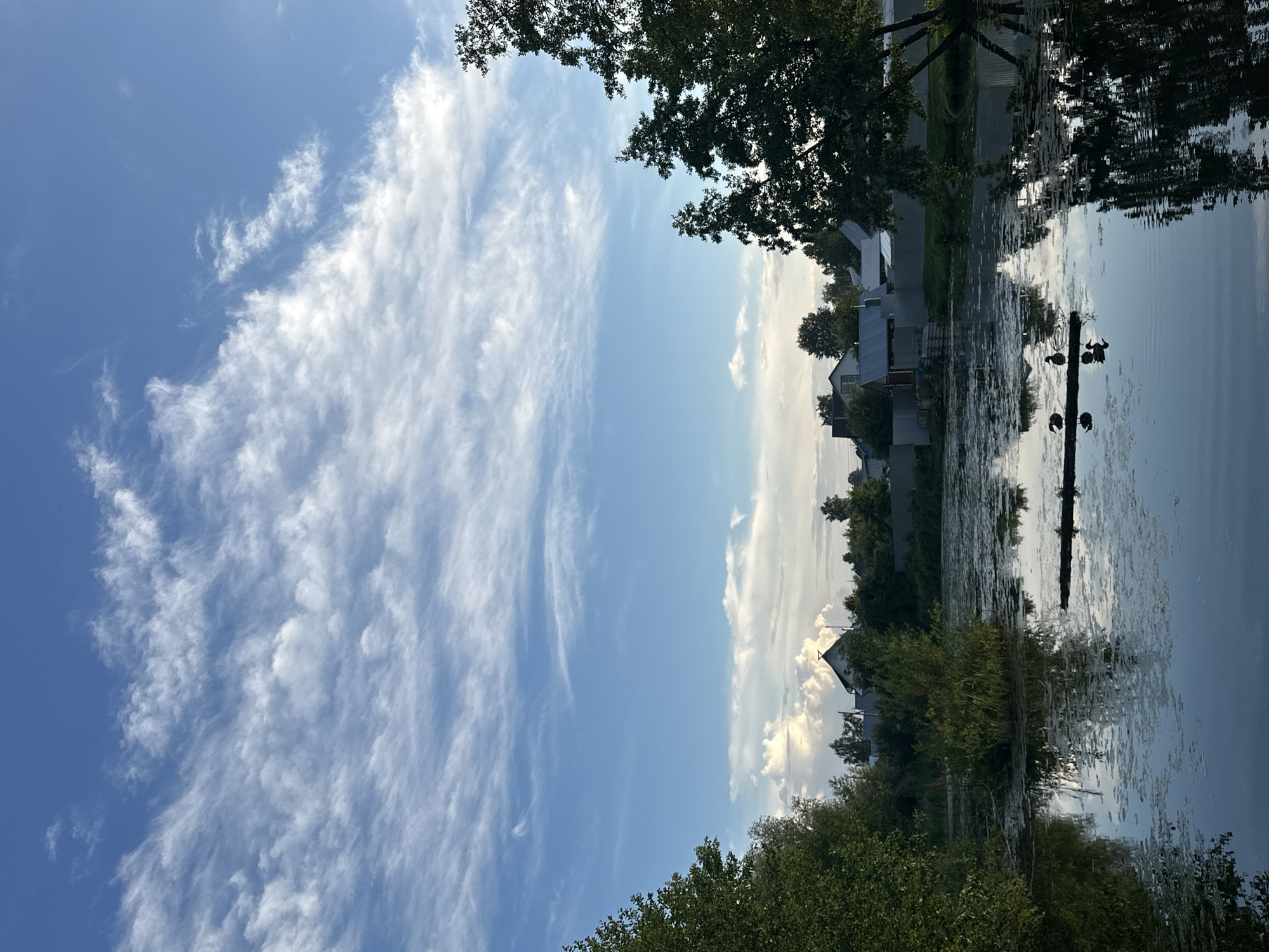 The image depicts a tranquil natural scene in the city of Chaikovsky, Russia, likely during late afternoon or early evening due to the lighting. The foreground is dominated by a calm body of water, possibly a pond or a quiet section of a river, covered with a scattering of aquatic plants and reflecting the sky and surrounding foliage. Three ducks are visible, perched on a submerged log in the water, with their reflections clearly mirrored below.
The middle ground features a dense line of trees and vegetation along the far bank of the water. Beyond the greenery, a residential area is apparent, with several houses visible, characterized by their roofs and fences, suggesting a suburban or semi-rural setting within Chaikovsky.
The background is an expansive sky filled with wispy, cirrus clouds against a clear blue backdrop, indicating fair weather. The overall impression is one of peaceful coexistence between nature and human settlement.