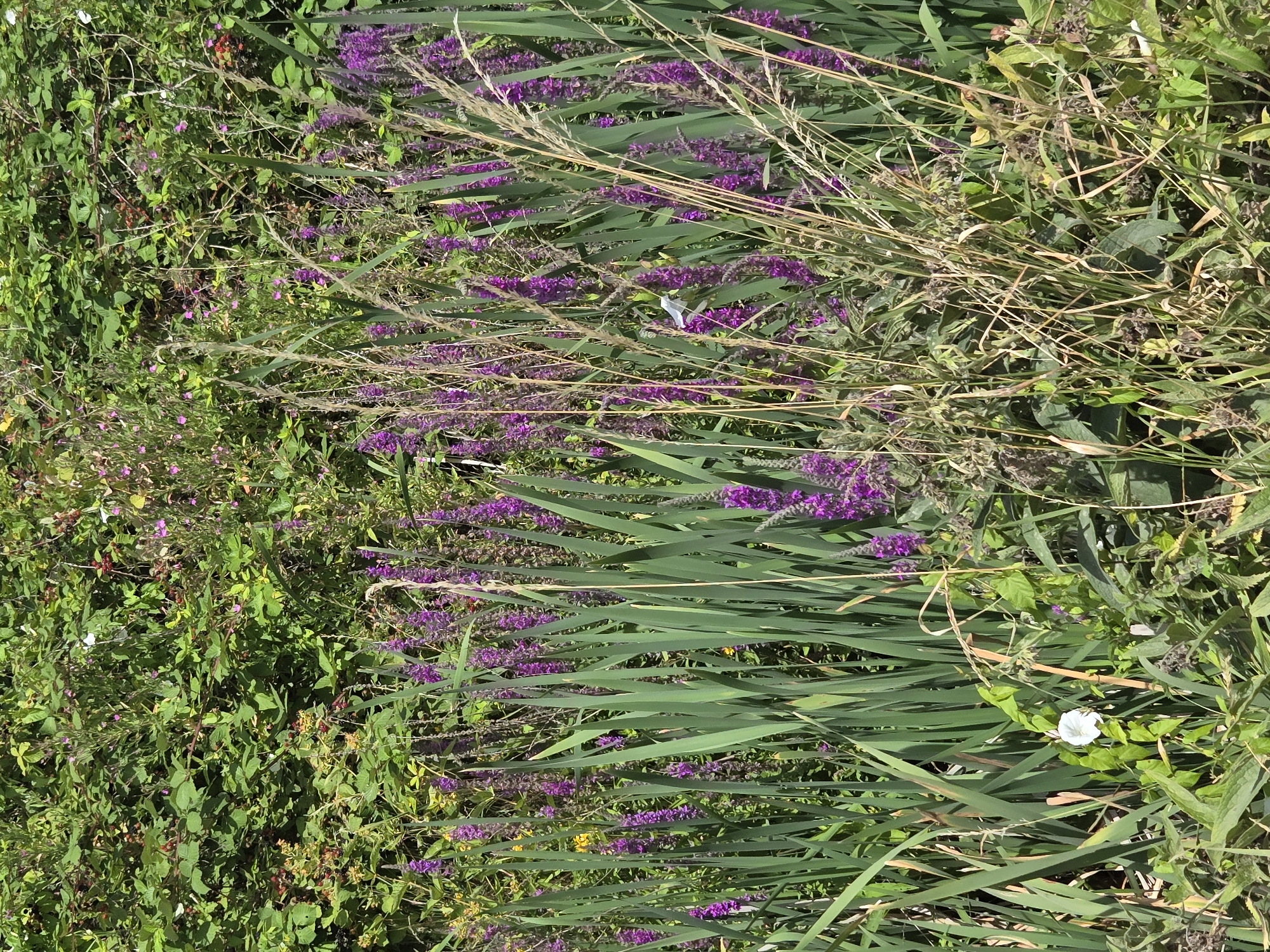 The image shows a dense patch of vegetation, primarily consisting of tall green grasses and flowering plants with spikes of purple flowers. There are also some dried grasses and foliage interspersed throughout. In the lower left quadrant, a single white flower with green leaves is visible. The background is filled with more green foliage, some of which appears to be from berry bushes, with scattered red berries. The scene is outdoors, likely in a natural or semi-natural setting, suggesting a park, garden, or wild area. There are no people or man-made structures immediately apparent in the image.