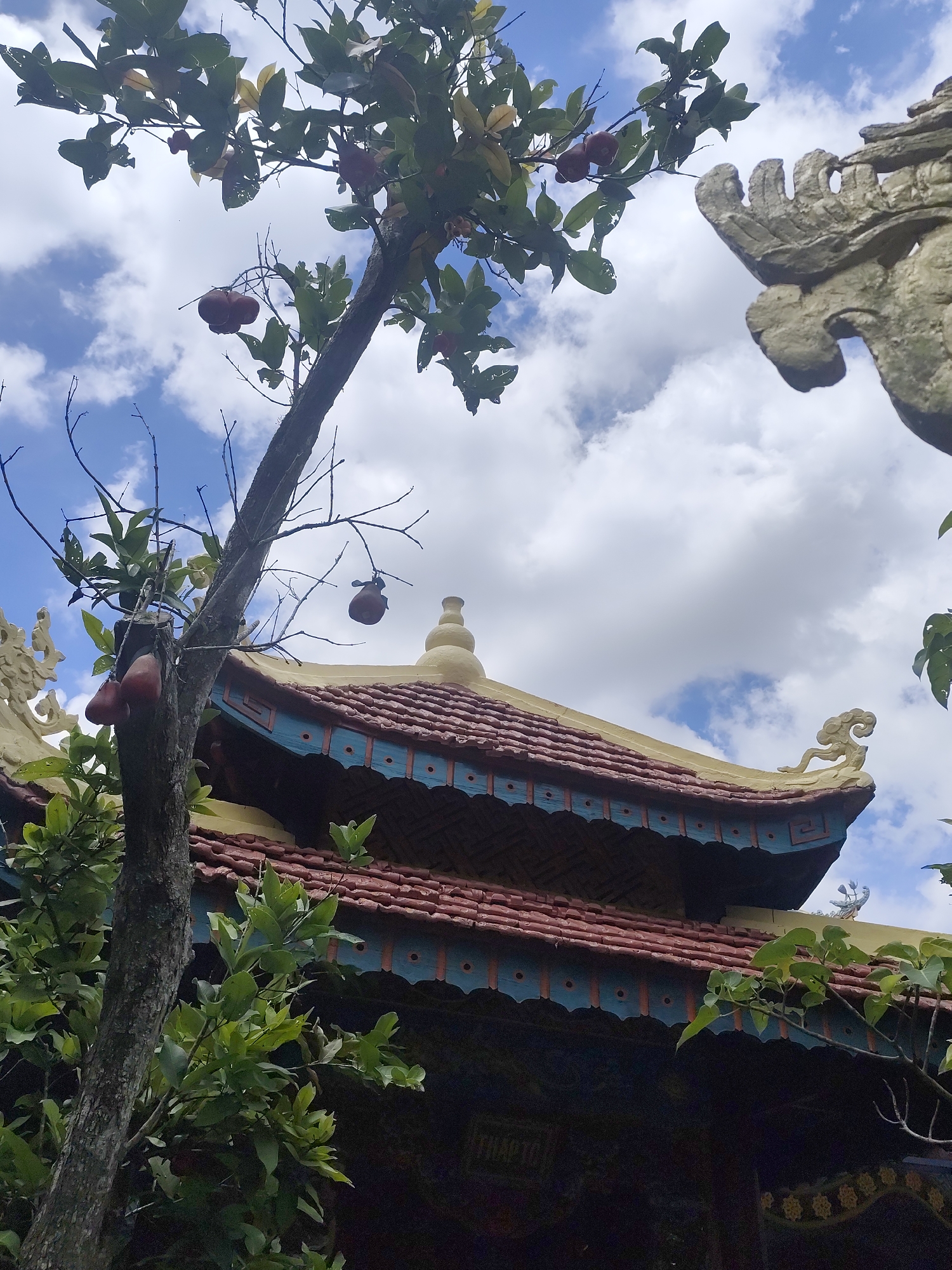 In Xuân Thành, Vietnam, a photograph captures a low-angle view of a building's ornate roof against a sky filled with white clouds. The roof features red tiles and a yellow trim with intricate blue decorative elements along its eaves. A carved stone dragon head adorns the upper right corner of the roofline. In the foreground, a tree with rough bark and green leaves grows diagonally upwards. Several reddish fruits hang from the tree's branches, some appearing somewhat shriveled. The overall scene suggests a temple or traditional structure in a tropical environment.