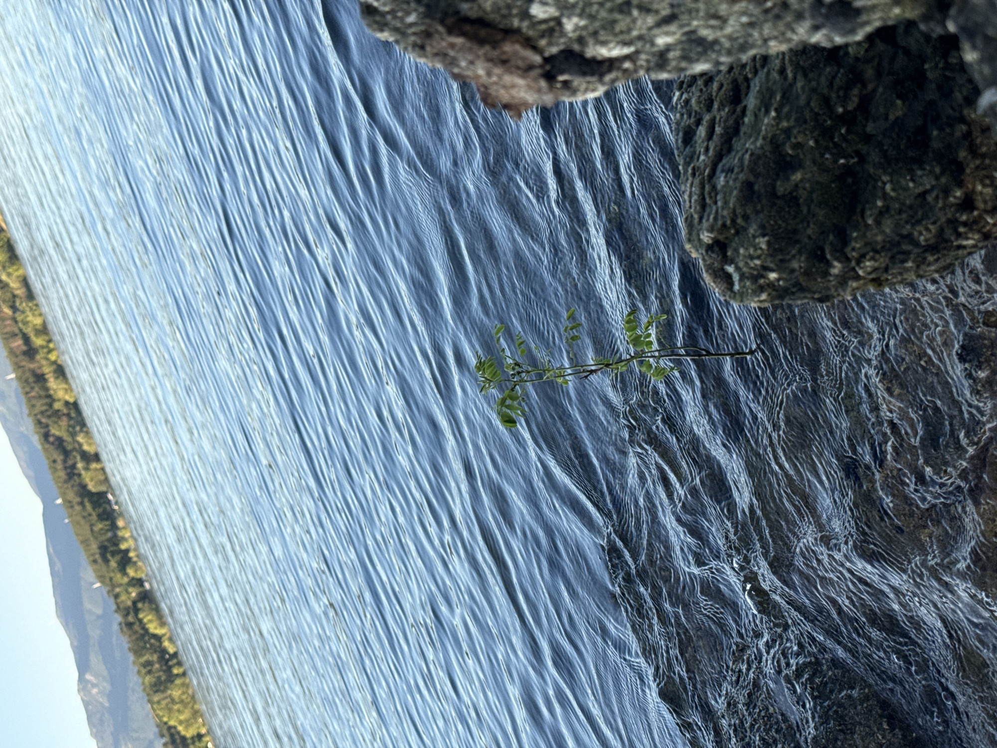 The image shows a close-up view of a body of water, likely the Koprinka Reservoir in Bulgaria, due to the rocky shoreline and the distant treed hills. The water is blue with visible ripples and reflects the sky. In the foreground, large, dark, moss-covered rocks are present, with one rock dominating the right side of the frame. Emerging from the water between the rocks is a small, thin sapling with green leaves. The background depicts a slightly blurred treeline and mountains under a clear sky, suggesting an outdoor, natural setting. There are no people or animals visible in the image. The lighting suggests it is daytime, possibly late afternoon or early morning, given the soft light.