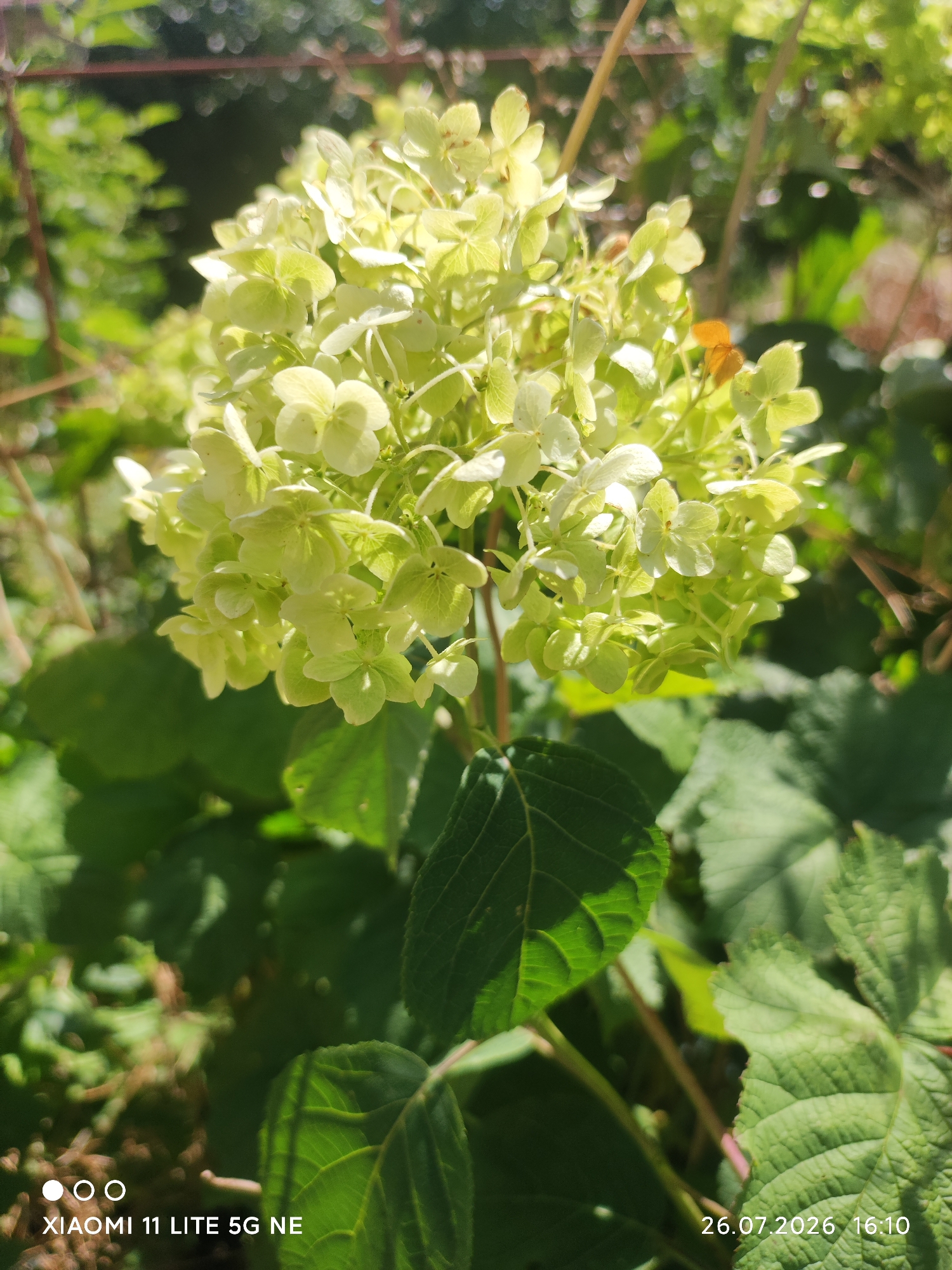 A close-up, eye-level shot captures a cluster of pale green hydrangea flowers in bloom. The flowers are delicate and layered, with multiple small petals making up each individual bloom. Some of the petals show hints of yellow and brown, suggesting they may be past their peak. Behind the flowers, lush green leaves create a blurred backdrop. A few thin, brown stems are visible amongst the foliage. The scene is illuminated by natural sunlight, casting soft shadows. The bottom left corner of the image displays a watermark reading "XIAOMI 11 LITE 5G NE," and the bottom right corner shows a date and time stamp: "26.07.2026 16:10." This image was taken in the city of Elin Pelin, Bulgaria.