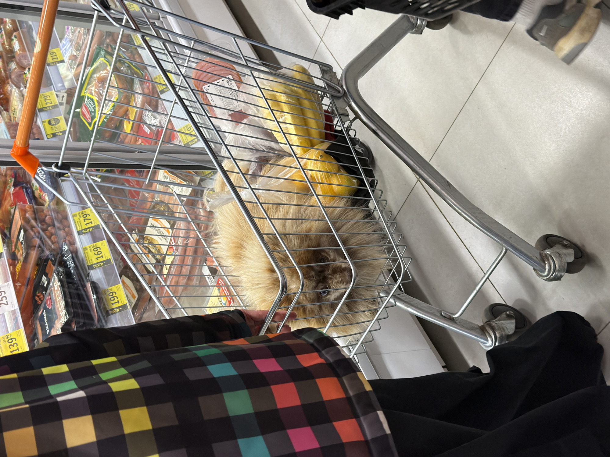 A high-angle shot shows a shopping cart filled with food items and a medium-sized dog with tan fur in what appears to be a supermarket aisle. The cart is positioned near refrigerated shelves stocked with sausages and processed meats, indicated by the price labels written in Russian. Price tags with yellow backgrounds display amounts like "259.90" and "13990," with percentage discounts like "-43%" visible. A person wearing a black garment and a checkered top or jacket is positioned close to the cart, possibly pushing or observing it. The floor is made of light-colored tiles. The dog occupies a significant portion of the cart's space, suggesting it is either lying down or sitting amongst the groceries. The groceries include bananas. The photograph may have been taken in Tokkari-Lend, Russia, given the Russian-language price labels.
