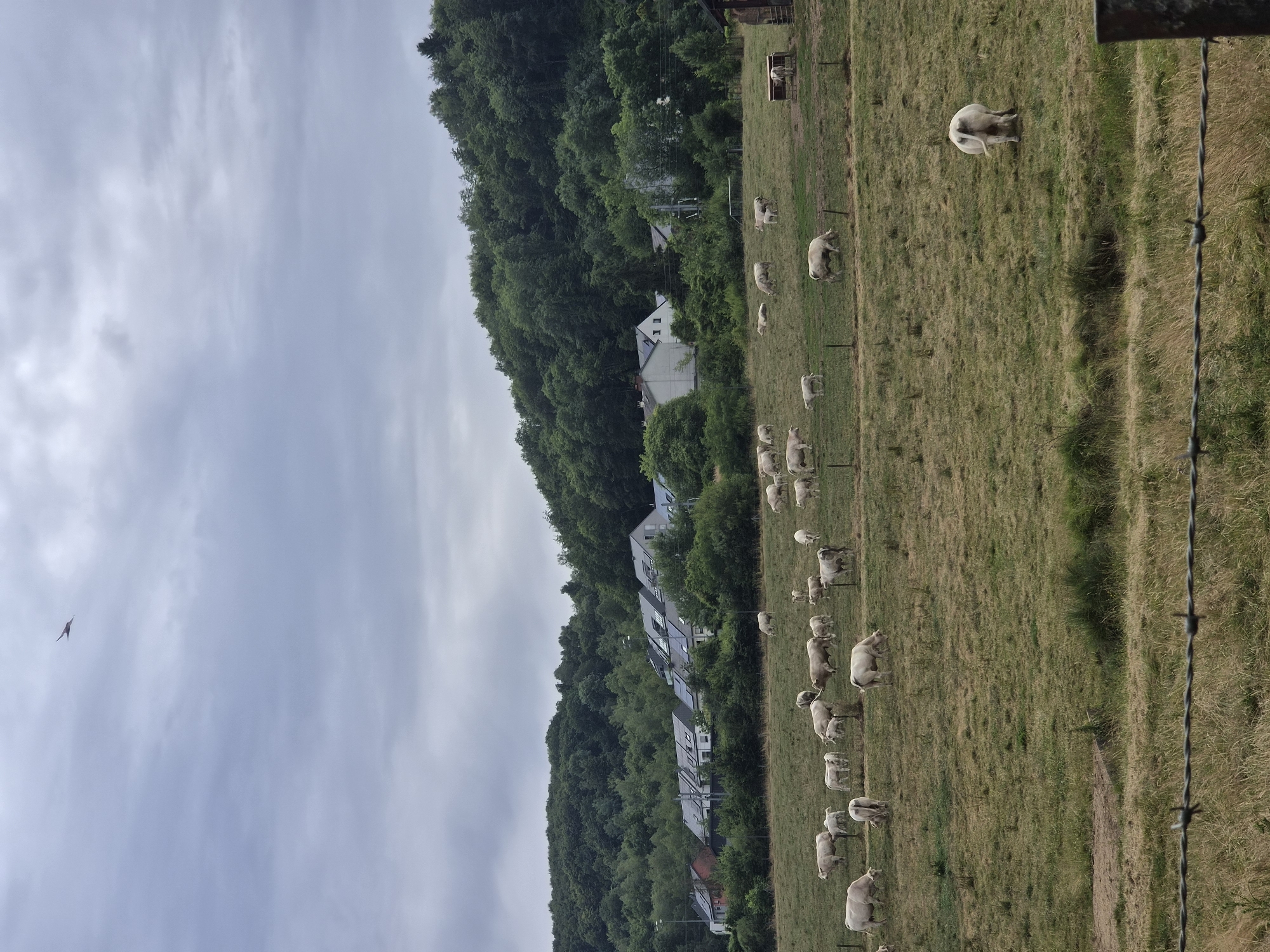 The image depicts a rural landscape with a herd of light-colored cattle grazing in a field. In the background, a residential area with modern houses and solar panels is visible, nestled at the base of a densely wooded hill. The sky is overcast with clouds. A bird is seen in flight high in the sky. The foreground features a barbed wire fence. The scene is characteristic of the outskirts of Differdange, Luxembourg, where agricultural land meets residential development and natural terrain.