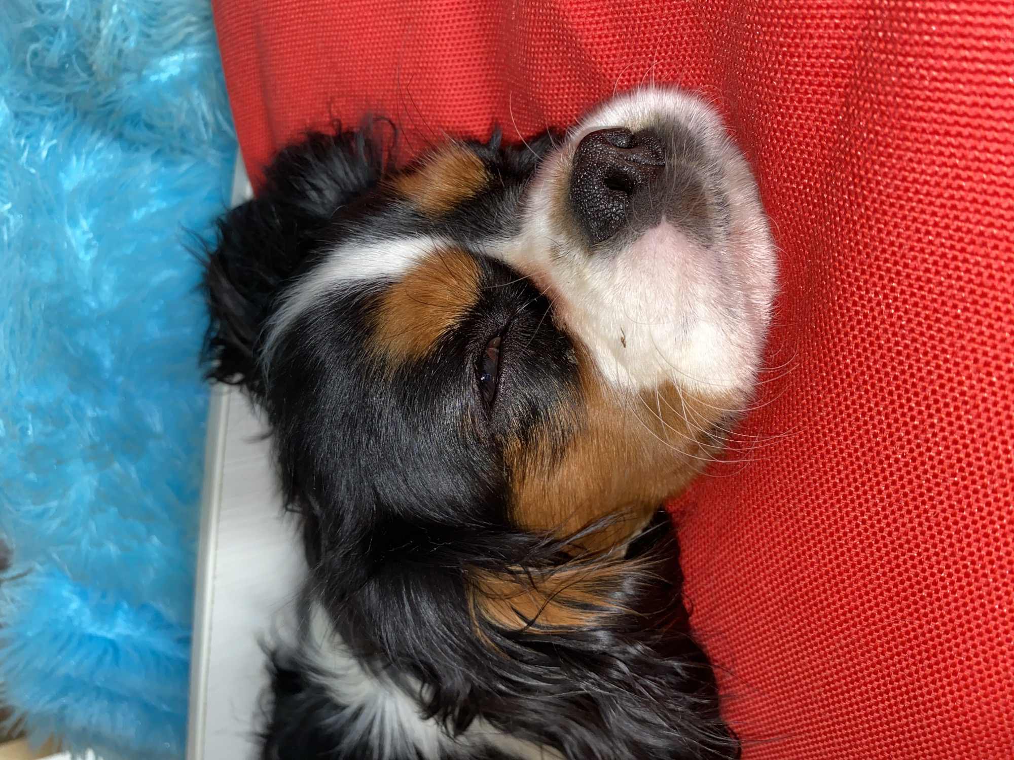 A close-up of a Cavalier King Charles Spaniel's head resting on a red textured surface. The dog has tri-color fur (black, tan, and white). Its nose is black and the surrounding fur is white. Part of the dog's eye is visible. To the left of the dog's head is a fluffy blue object. A white surface is partially visible behind the blue object.
There is no evidence in the image to confirm the location is Votkinsk, Russia.