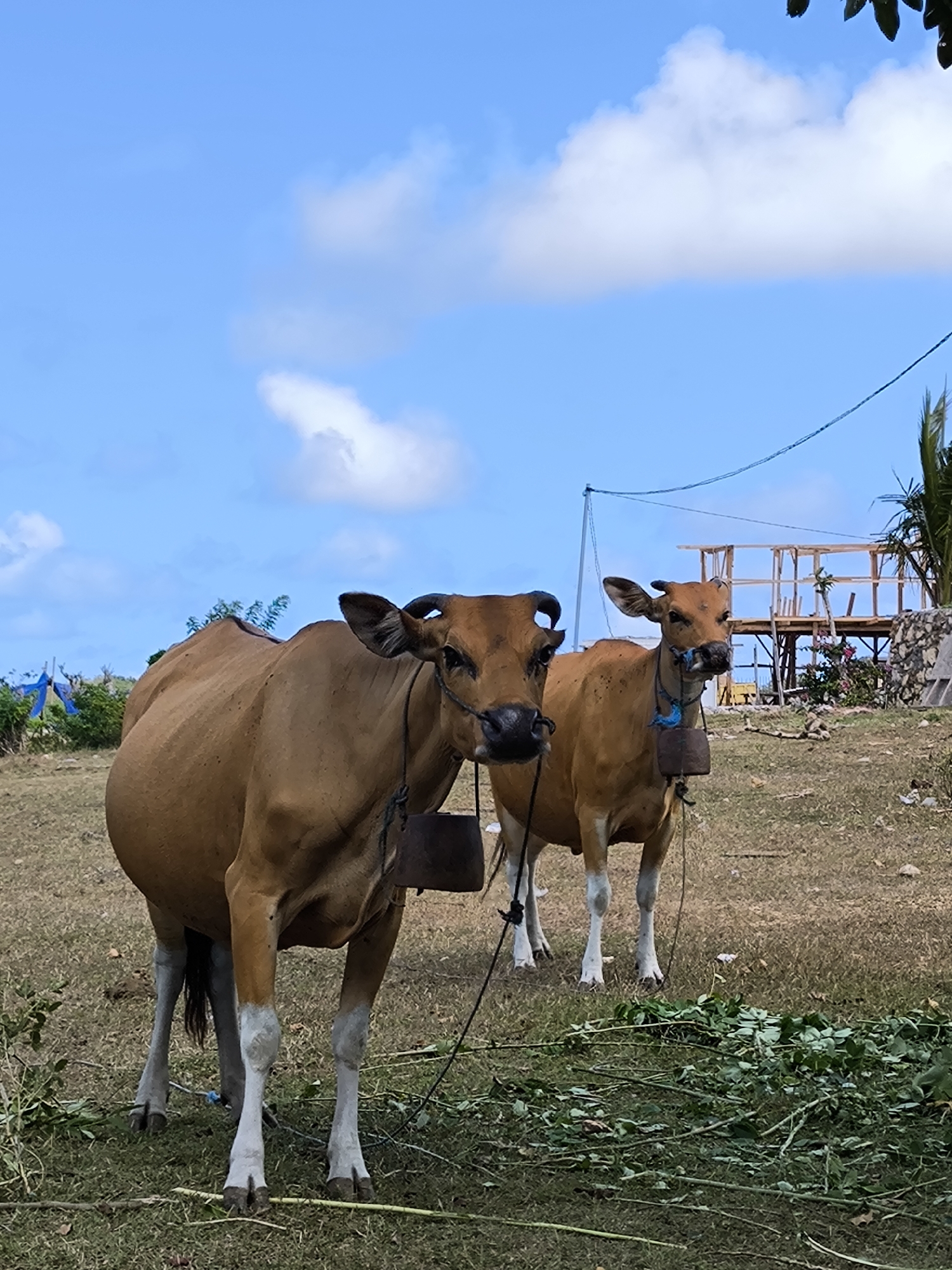 Two brown cows stand in a grassy field under a partly cloudy blue sky. The larger cow in the foreground has white lower legs, a rope tether, and a rectangular bell hanging around its neck. The second cow, slightly smaller and further back, also has white lower legs, a rope tether, and a bell. In the background, a wooden structure is visible, along with some vegetation. The location appears to be on a slight hill.