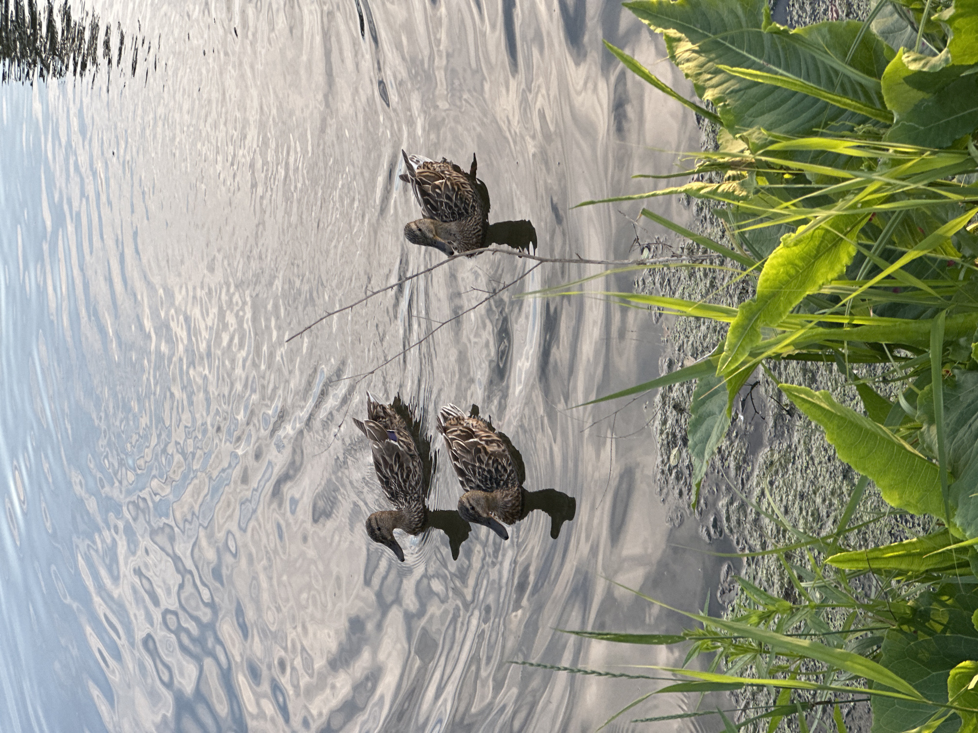 Three mallard ducks are swimming in a body of water, likely a pond or lake, with green vegetation in the foreground. The water's surface is rippled, reflecting the sky and surrounding light. The ducks are positioned in the middle ground, with one slightly ahead of the other two. The vegetation consists of tall grasses and broad leaves, suggesting a natural shoreline. The lighting indicates it is daytime, possibly late afternoon or early morning due to the soft light. The scene appears to be a natural or park setting.