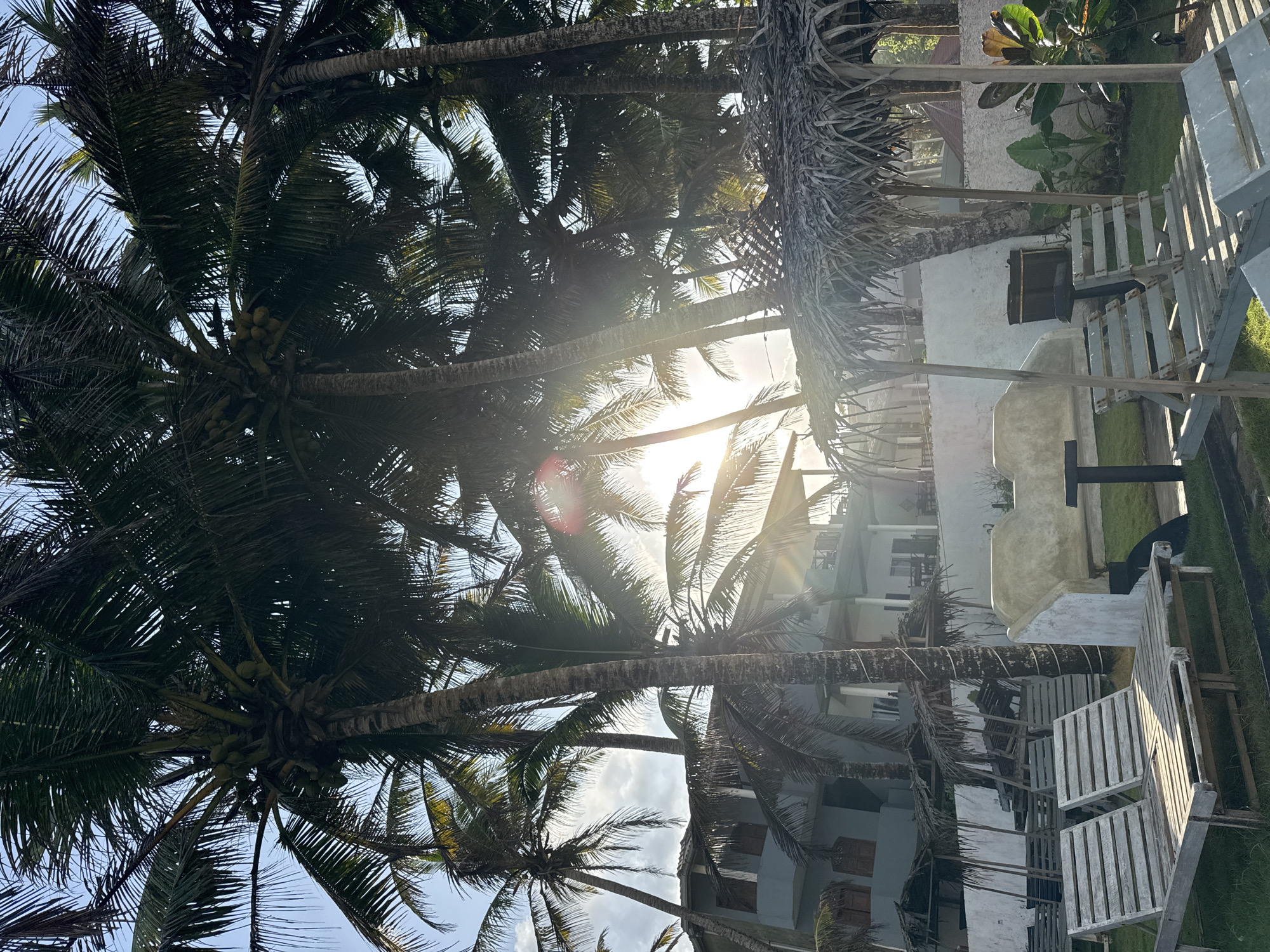 This image depicts a tropical scene in Kathaluwa, Sri Lanka, characterized by lush vegetation and a relaxed atmosphere. A cluster of mature palm trees, some bearing coconuts, dominates the foreground and midground, their fronds casting dappled shadows. Sunlight streams through the leaves, creating a lens flare effect and illuminating the scene with a warm glow.
In the background, a light blue, multi-story building with balconies and windows is visible, suggesting a residential or hospitality establishment. The building appears to be situated close to the beach, with the tropical foliage framing the view.
In the foreground and midground, several elements suggest a resort or beachfront amenity. Two weathered wooden lounge chairs are prominently placed on a grassy area, facing towards the viewer. Beyond these, more lounge chairs and small, thatched-roof cabanas are arranged, indicating a recreational space. A low white wall separates the grassy area from what appears to be a pathway or another section of the property.
The overall environment is that of a sunny, tropical day, likely in the late afternoon or early morning given the angle of the sun. There are no people visible in the image, and the scene is still and tranquil. The presence of coconuts on the trees and the tropical vegetation strongly suggests a coastal location in Sri Lanka.