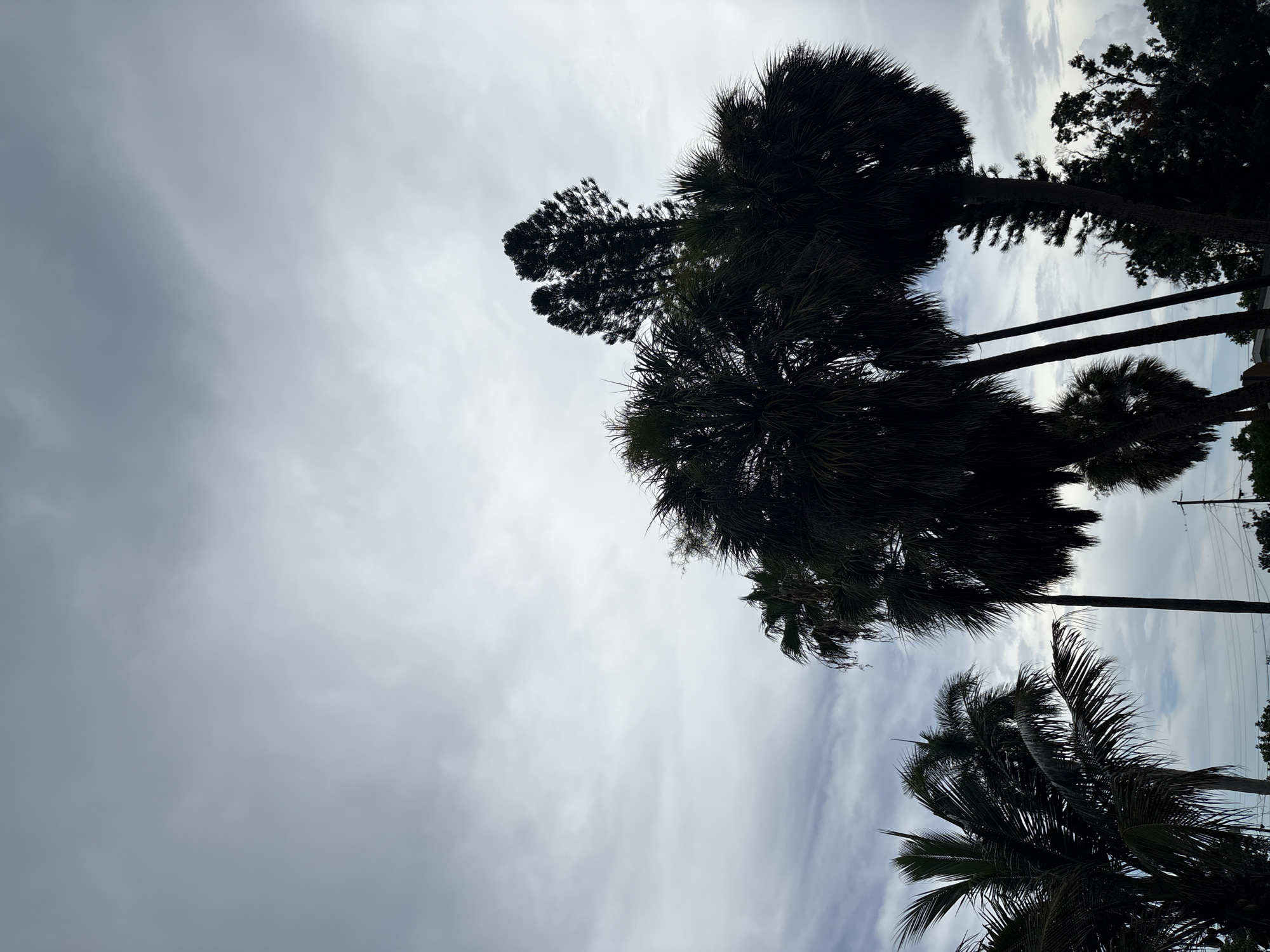 A group of palm trees and a tall pine tree are silhouetted against a cloudy sky in Palmetto, Florida. The trees are dark and appear to be dense with foliage, creating a dramatic contrast with the lighter sky. The palm trees have broad, fan-shaped leaves, typical of tropical climates, while the pine tree has a more conical shape with needle-like leaves. The sky is filled with various shades of gray and white clouds, suggesting an overcast or partly cloudy day. The overall scene evokes a sense of natural beauty and tropical atmosphere, with the trees standing tall against the expansive sky.