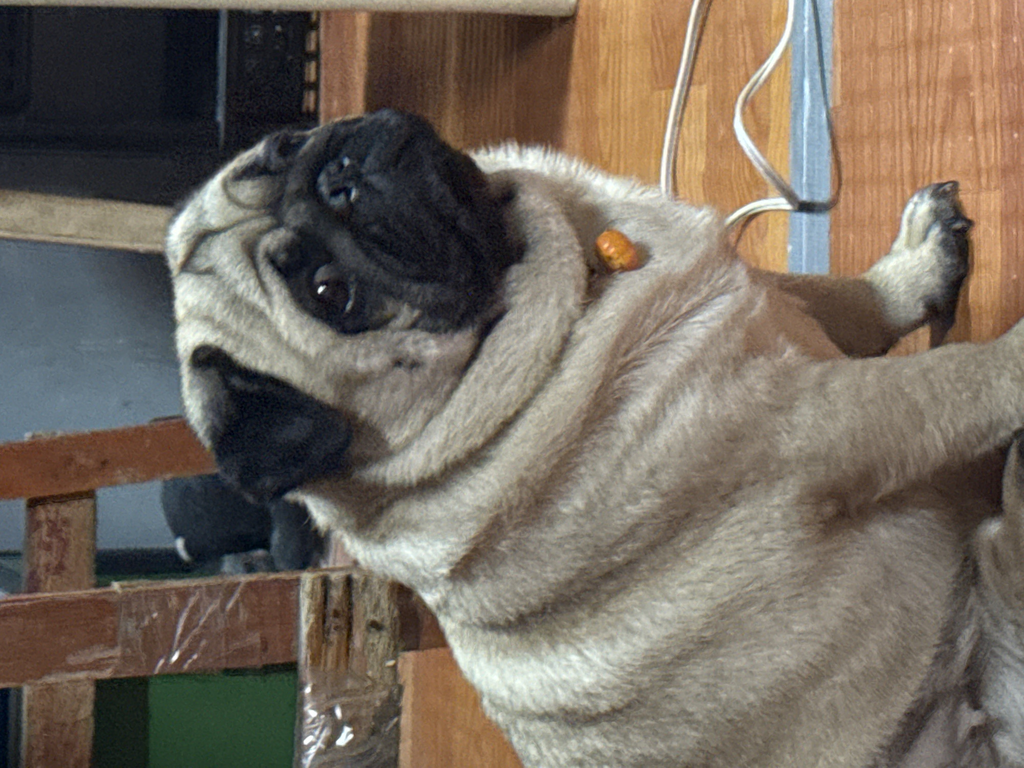 A fawn-colored pug dog is the central subject of the image, depicted in an indoor setting in Carmen, Philippines. The pug has a characteristic black mask covering its snout and eyes, and its fawn fur displays prominent wrinkles and folds around its neck and body. It is looking directly at the camera with an attentive or curious expression, with its head slightly tilted.
Near the back of its neck, a small, orange, bead-like object is visible, possibly a charm or a piece of food. The dog appears to be lying down or resting.
The background primarily consists of warm-toned wooden surfaces, resembling a floor or wall, with visible wood grain and vertical seams. A couple of light-colored wires run vertically along the wooden background. To the left and in the foreground, there's a rustic wooden structure, possibly a fence, crate, or pen, with some clear tape visible on its planks. The lighting suggests an indoor environment, but no specific time of day can be determined. There is no visible text in the image.