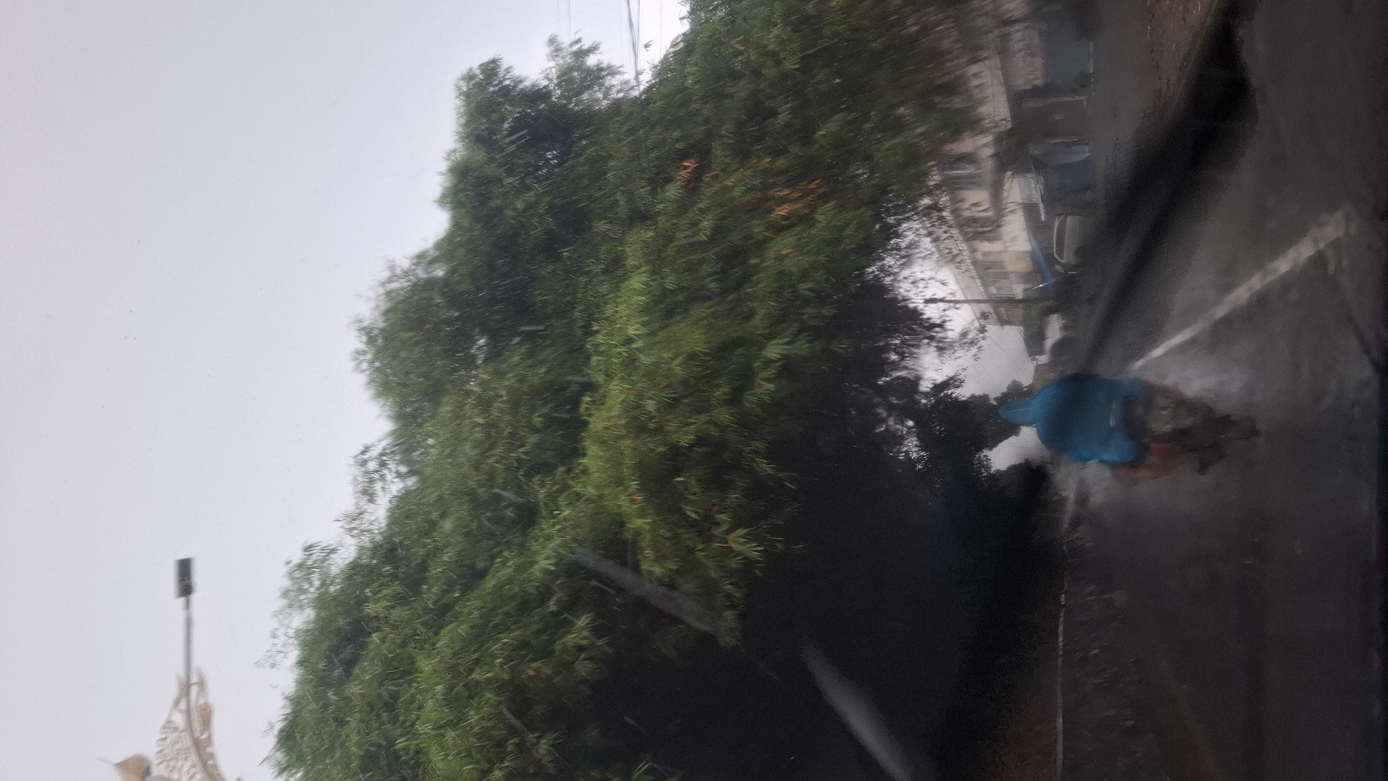 The image shows a view from inside a vehicle, looking out onto a street in Cilaku, Indonesia, during a rainstorm. A person on a motorcycle, wearing a blue hooded rain jacket, is riding away from the viewer on the wet road. The motorcycle appears to be orange and red. To the left of the road, a dense bamboo tree with lush green foliage arches over the street, with raindrops visible on its leaves and in the air. On the right side of the road, buildings with awnings and a white car are visible, partially obscured by the rain and the blur from the vehicle's motion. The sky is overcast and grey, consistent with rainy weather. A street lamp is visible in the upper left corner, partly obscured by decorative elements.