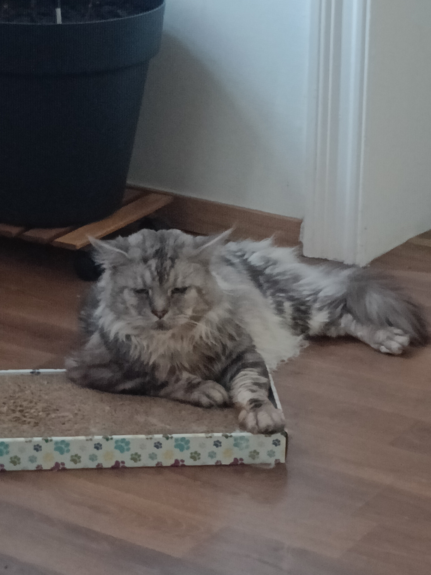 A long-haired grey tabby cat with fluffy fur and black markings is lying on a floor next to a cardboard cat scratcher with a floral pattern. The cat is resting its head on its paws and appears to be relaxed. In the background, a large black planter is visible, along with a white door frame. The scene is indoors, likely in a residential setting. There is no specific information that can determine the exact location within the city of Leuven, Belgium.