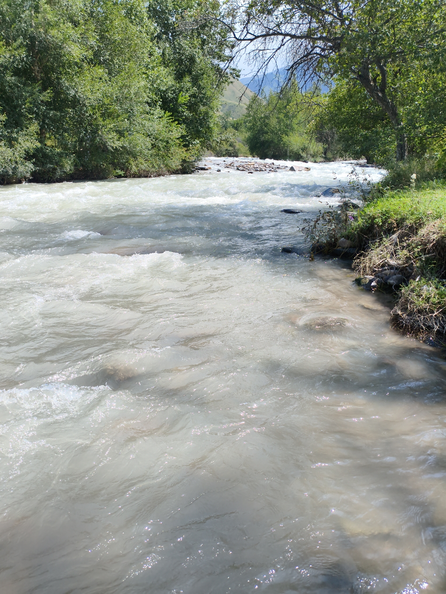 The image depicts a natural scene with a fast-flowing river in the foreground. The water appears milky white with whitecaps, indicating rapids. On the right bank of the river, there is a grassy area with dry vegetation and some rocks. Trees with lush green foliage line the river banks, extending into the background. In the distance, a mountain range is visible under a bright sky. The overall environment suggests a rural or natural setting, possibly a park or a mountainous area. There are no people or man-made structures visible in the image.