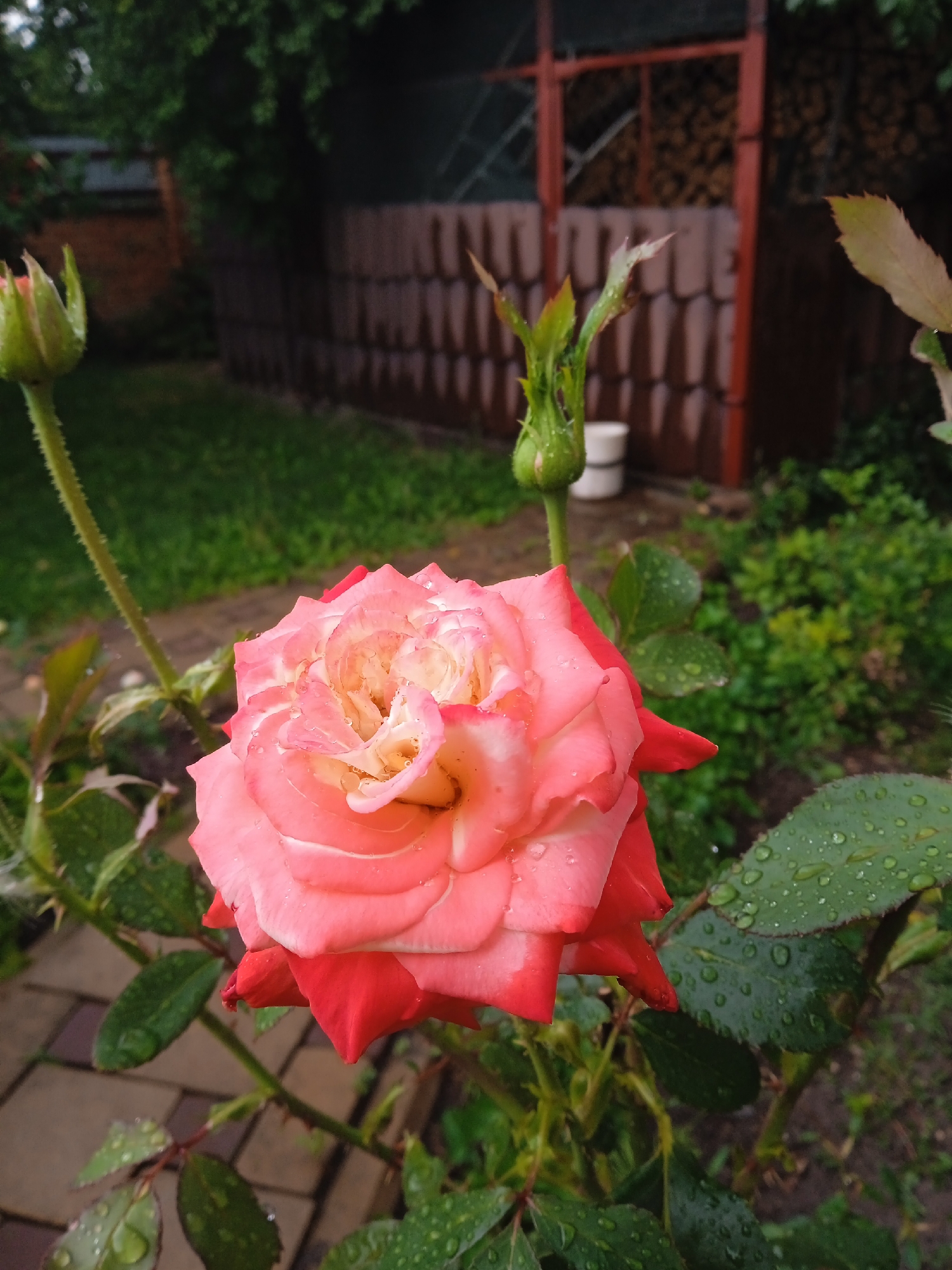 A close-up, eye-level shot captures a vibrant pink and white rose in a garden setting in Vyshhorod, Ukraine. The rose, with its petals glistening with water droplets, is the central focus. To the left of the rose, a green bud, also showing signs of moisture, is visible on a thorny stem. Behind the rose, a brown wooden fence with a textured pattern is seen, partially obscured by lush green foliage. The ground appears to be a mix of grass and a paved walkway. In the upper portion of the image, the branches of a tree and a sliver of a building roof are present. The overall impression is of a garden after a rain shower.