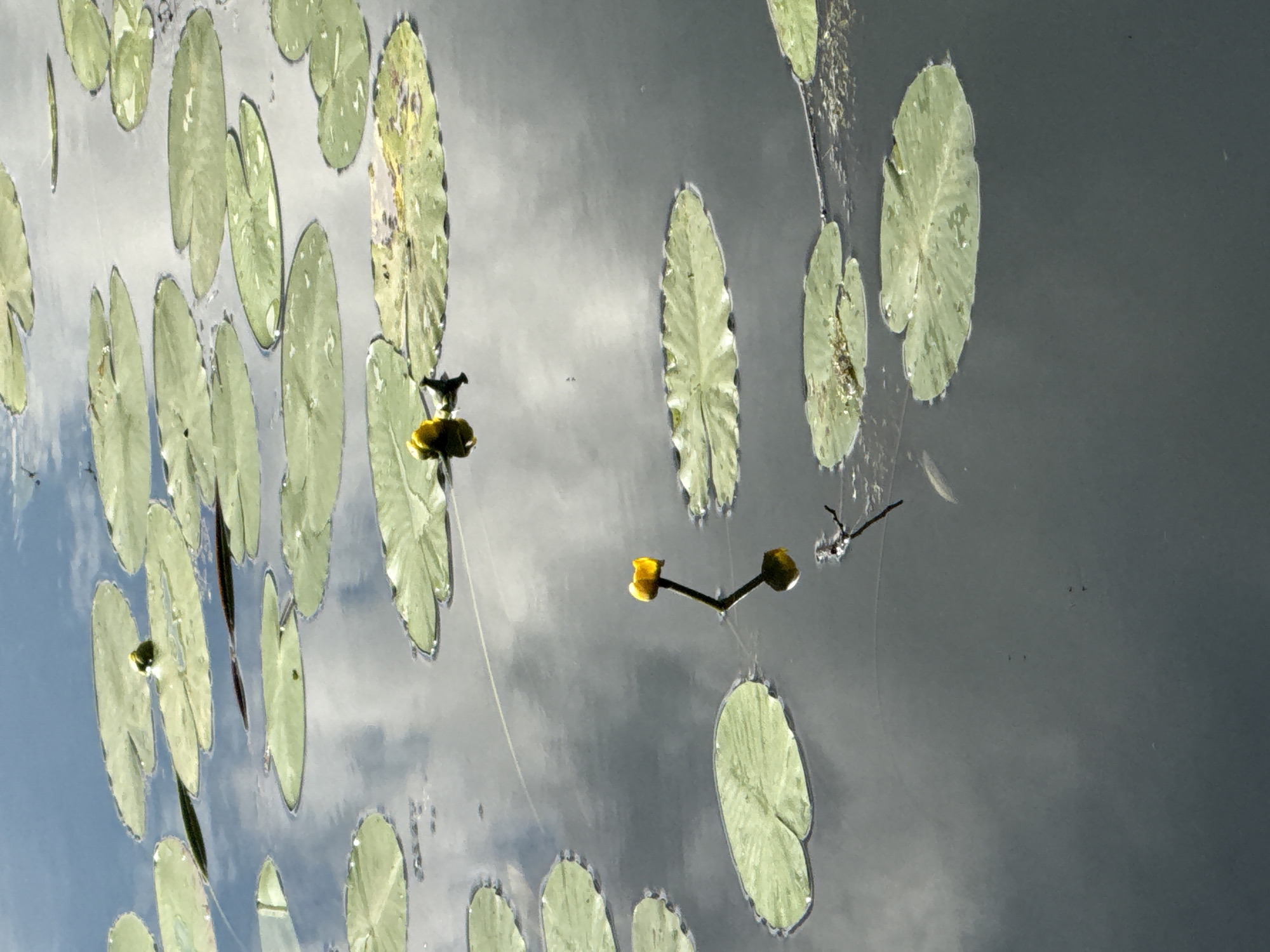 This media file captures a serene close-up view of a pond or calm body of water, filled with numerous lily pads. The lily pads are a vibrant green, with some showing signs of wear or minor damage, such as yellowing edges or small holes. The water's surface reflects the sky, creating a shimmering, mottled effect that blends the blues of the sky with the darker grays of the water.
Two bright yellow water lily buds are the focal point of the image, one in the foreground and another slightly further back. These buds appear to be on the verge of blooming. The reflections in the water add depth and texture to the scene. Thin, dark stems connect the lily pads and buds to the unseen depths below.
The overall impression is one of natural tranquility and the gentle unfolding of life. The presence of lily pads and buds suggests a temperate season, likely spring or summer. The soft, diffused light, coupled with the reflections of clouds, hints at an overcast or partly cloudy day. The image evokes a sense of peace and the beauty of aquatic flora. No people, text, or specific Moscow landmarks are visible.