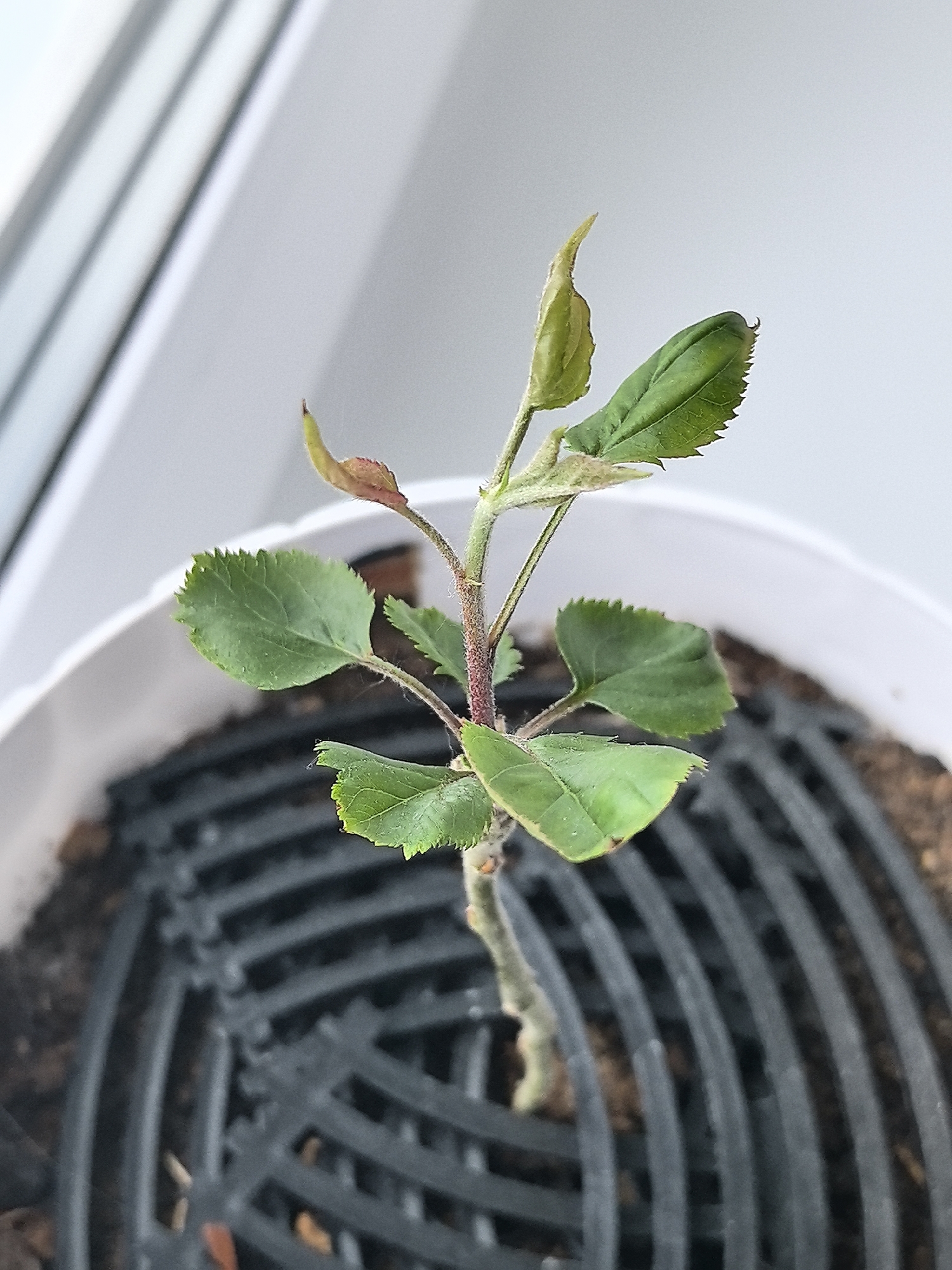 A young plant, possibly an apple sapling, is shown in a white pot filled with dark soil and a black plastic grate. The plant has a thin, reddish-brown stem with several green leaves, some of which are serrated. The uppermost leaves are lighter green and appear to be new growth. The background consists of a white wall with faint horizontal lines. The image is taken from a high angle, looking down on the plant.