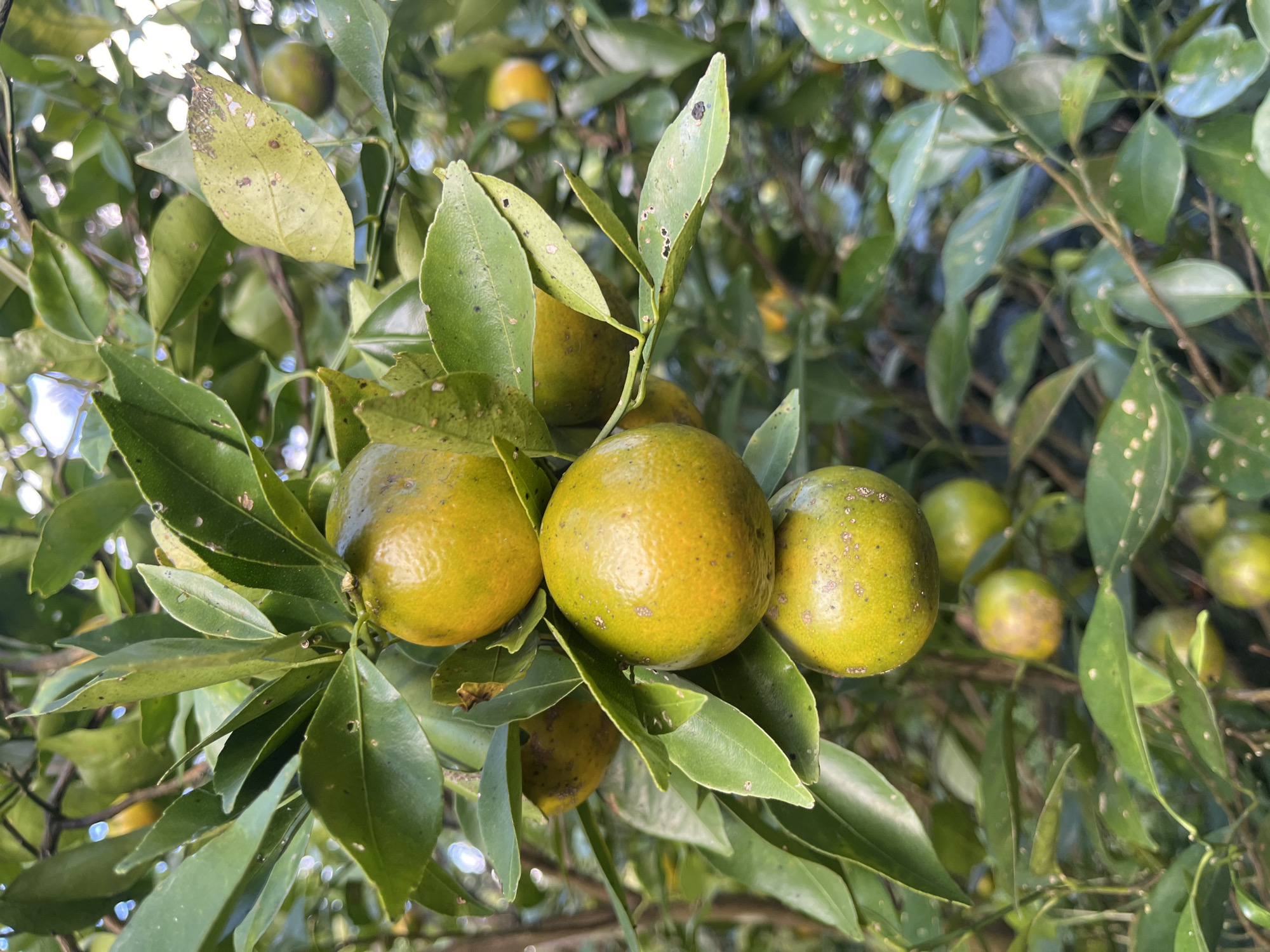 The image displays a cluster of small, unripe oranges growing on a tree in Petang, Indonesia. The oranges, which are primarily green with some yellowing, are still attached to their branches, surrounded by lush green leaves. Some of the leaves show signs of minor damage or blemishes. The background is a soft blur of more foliage and hints of sunlight filtering through the branches, suggesting an outdoor environment, possibly a garden or orchard. There are no people or animals visible in the scene, and no discernible actions are taking place. The overall impression is a natural snapshot of fruit development on a tree.