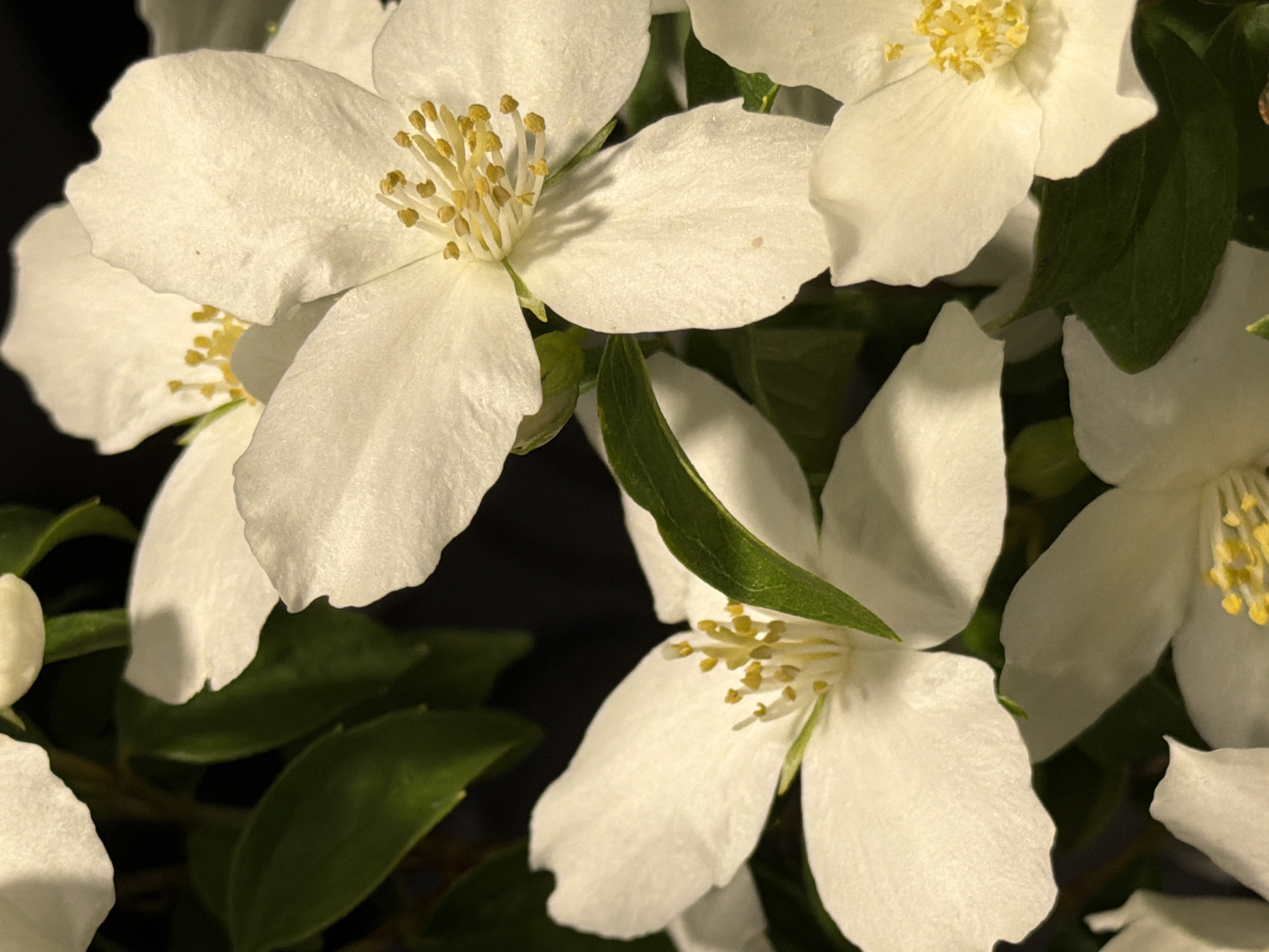 The image depicts a close-up view of several white flowers with yellow stamens. Green leaves are interspersed among the flowers. The location is not discernible from the image.