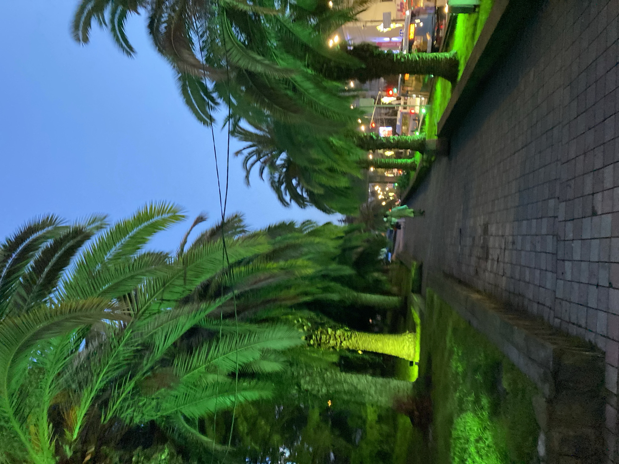 The image depicts a pathway lined with palm trees in Sochi, Russia, illuminated by green lights. The walkway is paved with gray bricks and runs alongside a raised grassy area, which is also lit with green light. In the background, lights from buildings and street lamps can be seen. The sky is a dusky blue. There are no people visible in the immediate foreground.