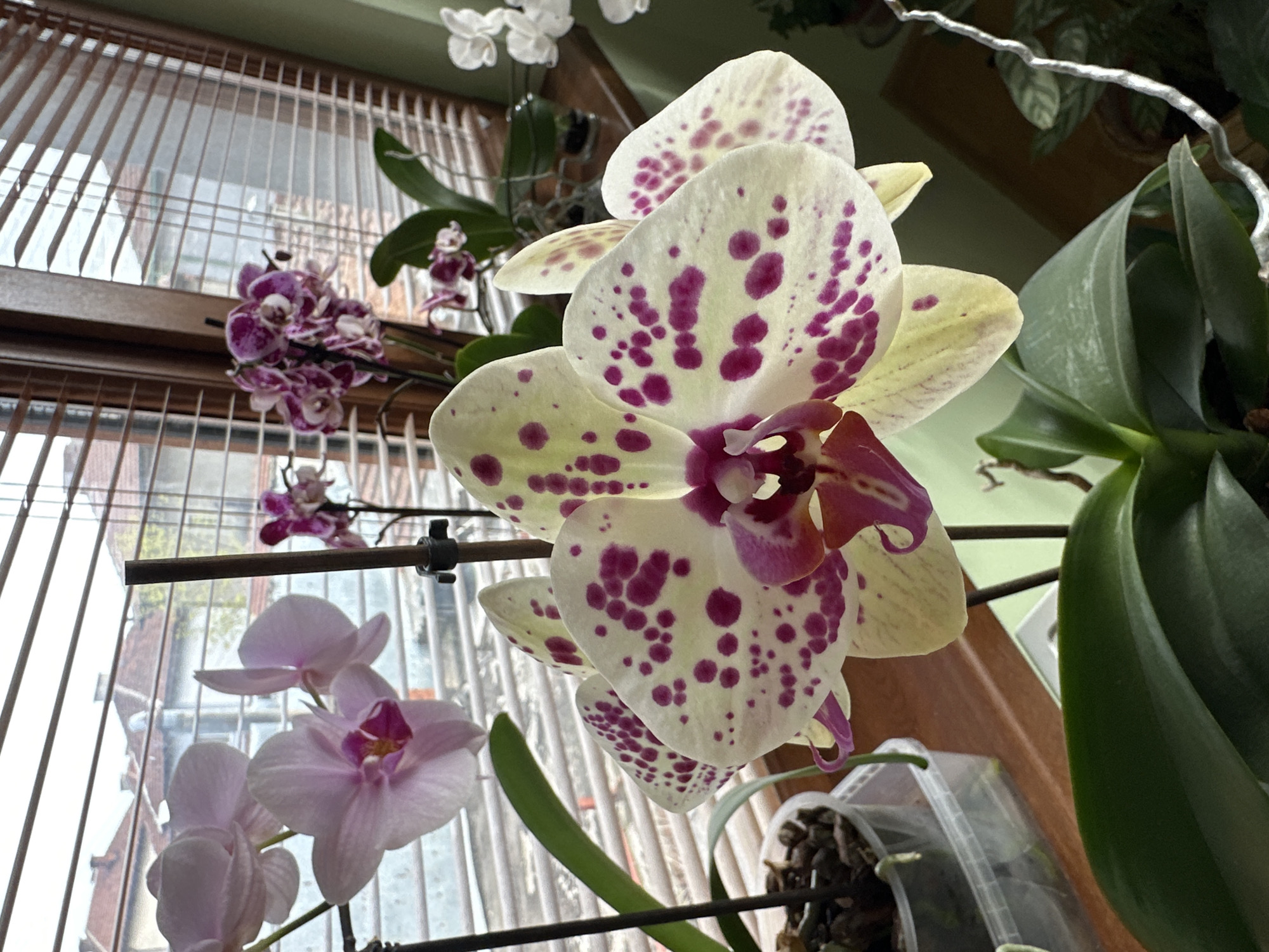The image depicts a close-up view of several orchid flowers of varying colors (white, purple, and pink) positioned indoors near a window with brown wooden slats. The background reveals a glimpse of an urban environment, with buildings visible through the window. The orchids are supported by a black metal rod. A plastic container with dark material (likely potting mix) is visible at the base of one of the orchid plants. No people are visible in the image. No other information about the city of Montana, Bulgaria, can be extracted from the image.