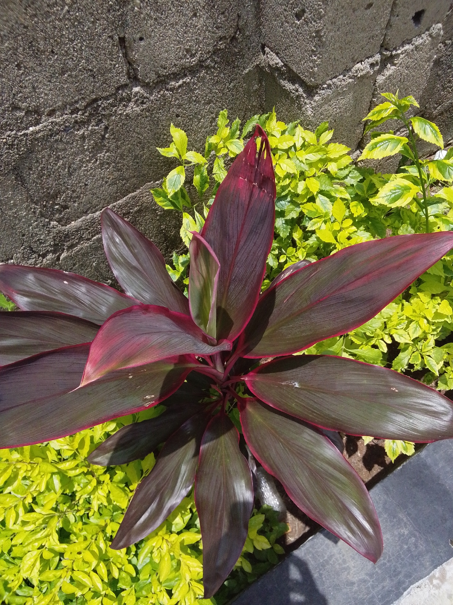 The image shows a close-up view of a plant with large, dark red-purple leaves. The plant is situated in front of a rough, grey, stone wall. There is a cluster of smaller, bright green-yellow leafy plants behind and to the sides of the larger plant. The lighting suggests it is daytime, with shadows visible on the ground to the right of the plants. The scene appears to be outdoors, possibly in a garden or along a pathway in Serti, Nigeria, given the architectural style of the wall and the surrounding vegetation. No people are visible in the image.