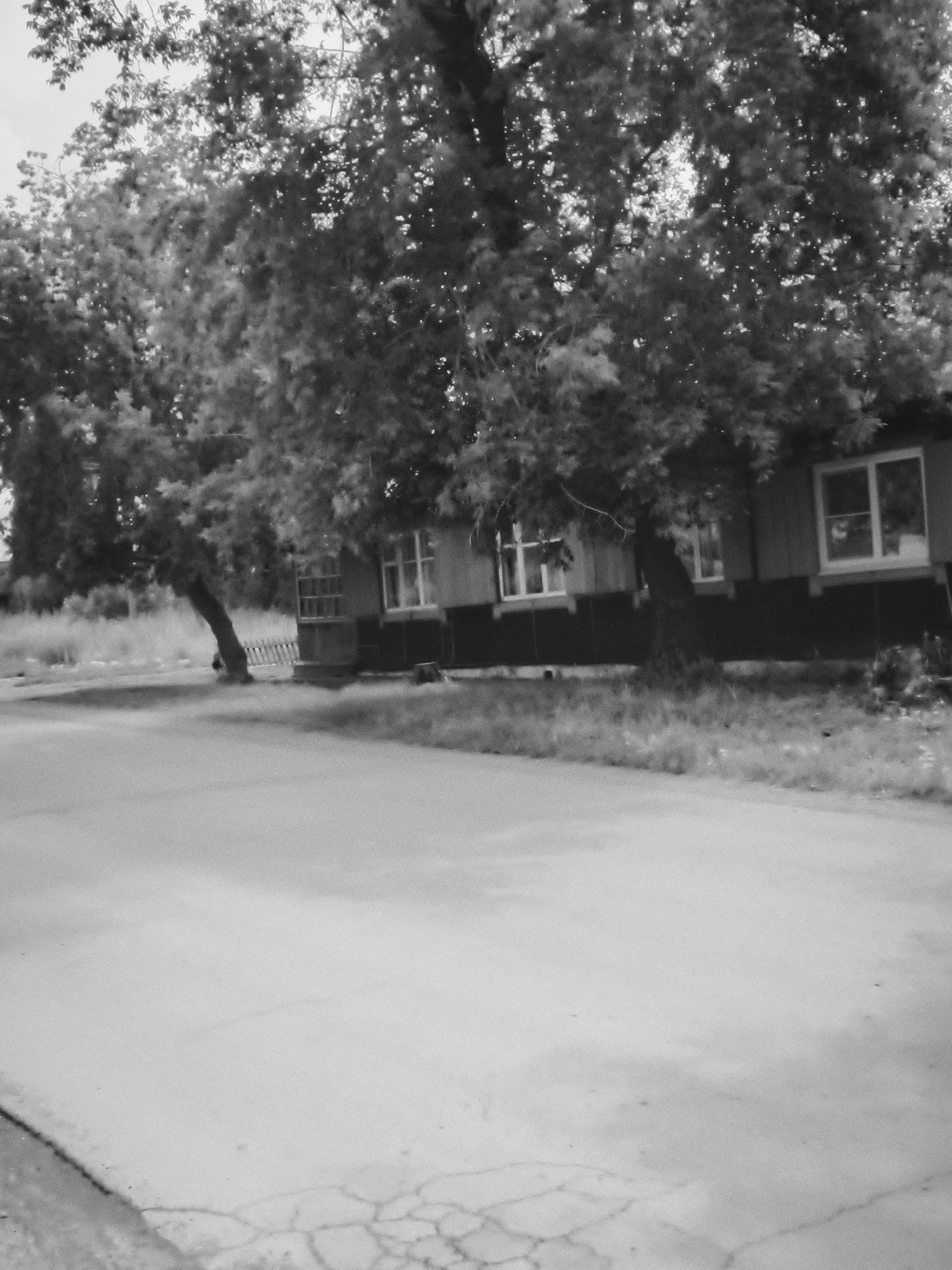The image, taken in Cheremkhovo, Russia, depicts a low-rise building with several windows and a dark foundation. Trees with dense foliage partially obscure the building, with one tree's trunk prominently leaning towards the left. A paved road occupies the foreground, showing signs of cracking. The scene is rendered in black and white, with a grainy texture and varying light and shadow, suggesting it was taken during the daytime. No people or specific actions are visible.