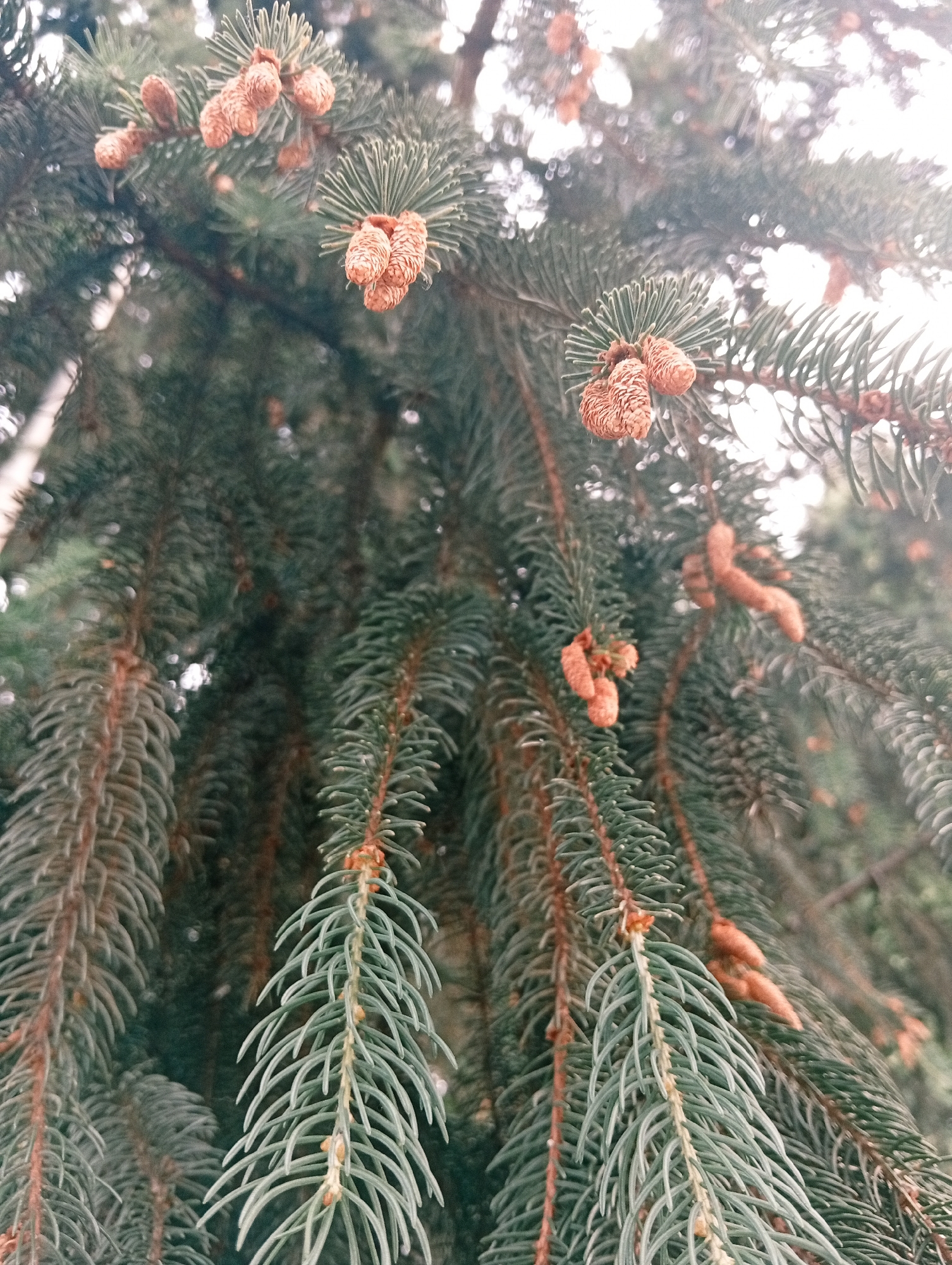 The image presents a close-up, upward-angled view into the canopy of a coniferous tree, identified as being in Poltava, Ukraine. The primary subjects are numerous branches densely covered with short, rigid, green needles. Throughout the visible branches, multiple clusters of small, immature, ovoid cones, approximately 1-2 centimeters in length, are present. These cones display a light orange-brown hue. The branches' stems beneath the needles are reddish-brown. The scene is illuminated from above, with bright, diffused light creating soft, blurred highlights in the background, suggesting an overcast sky or sunlight filtered through the upper foliage. The foreground branches and cones are in sharp focus, while elements further back are softly blurred, indicating a shallow depth of field. No people, animals, or man-made structures are visible within the frame. The color palette is dominated by greens, light blue-greens, and muted orange-browns.