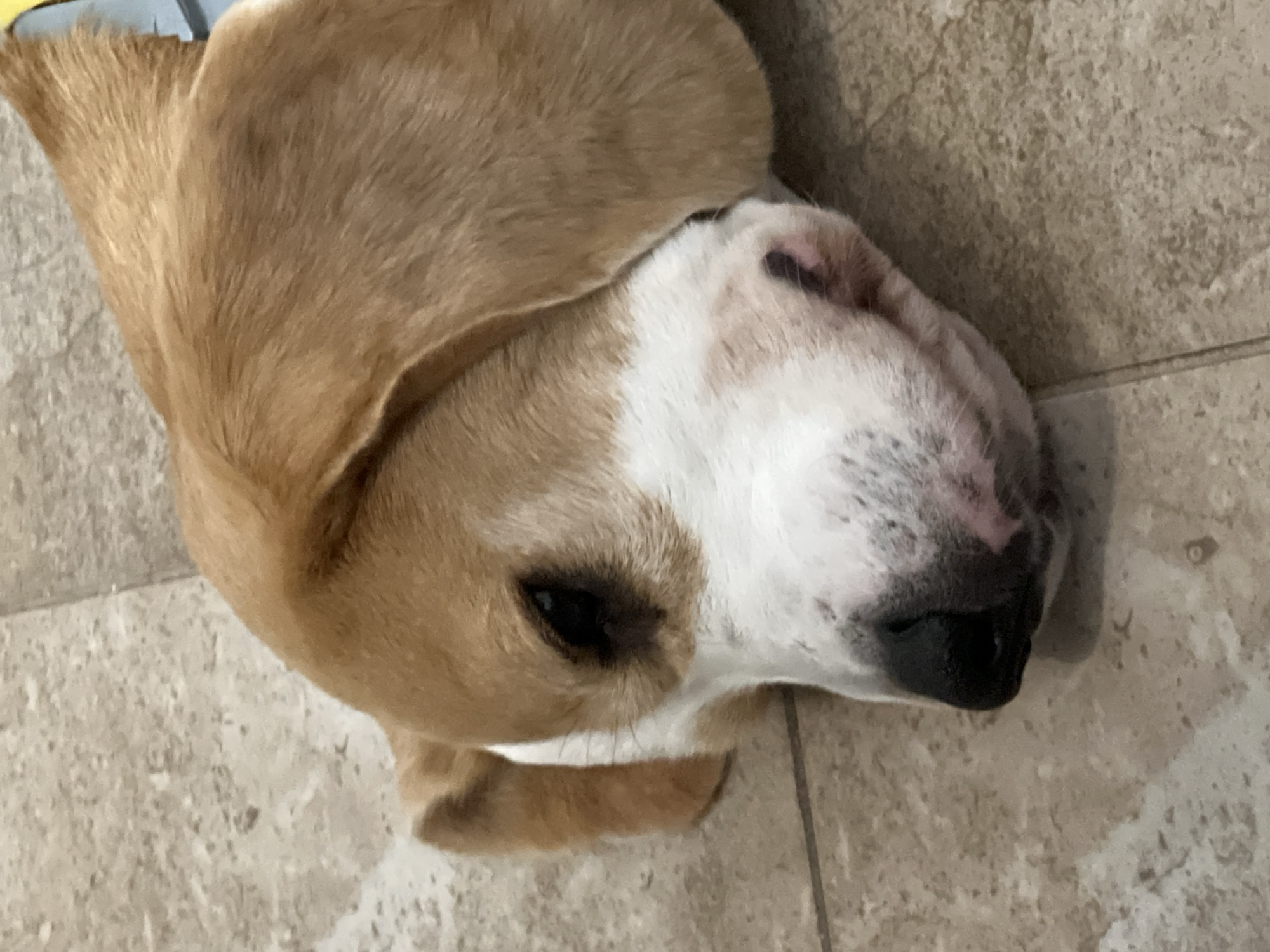 A close-up, eye-level shot shows a tan and white Beagle dog lying on its side on a tiled floor. The dog's head is in focus, with its eyes closed and its muzzle resting on the floor. The dog's fur is short and smooth, with patches of brown and white. The tiled floor is light brown with darker grout lines. The background is out of focus. The image does not contain any elements that suggest a location in Budva, Montenegro.