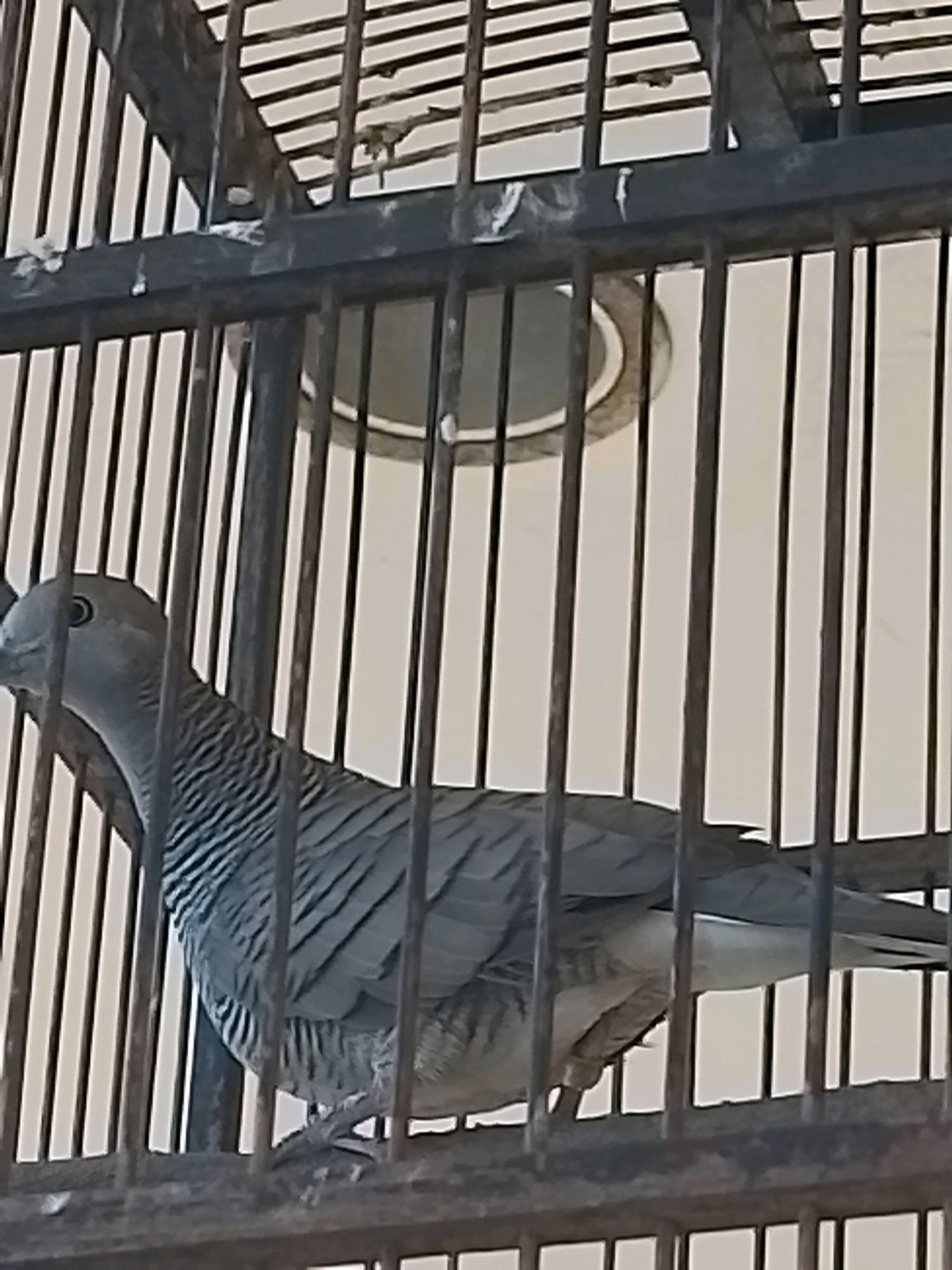 An eye-level, medium shot captures a zebra dove in a cage in Kel. Babakan Sari, Indonesia. The bird, predominantly grey with striped plumage on its neck and chest, is positioned in the center of the frame, facing left. Its dark eye is clearly visible, and its beak is slightly open. The cage, made of dark metal bars, forms the foreground and background, with vertical bars dominating the composition. Behind the bird and cage, a blurry, pale background suggests an indoor environment, possibly a wall with a circular opening or light fixture visible. The lighting is even, casting no significant shadows. The image's focus is sharp on the bird, with the background slightly out of focus.
