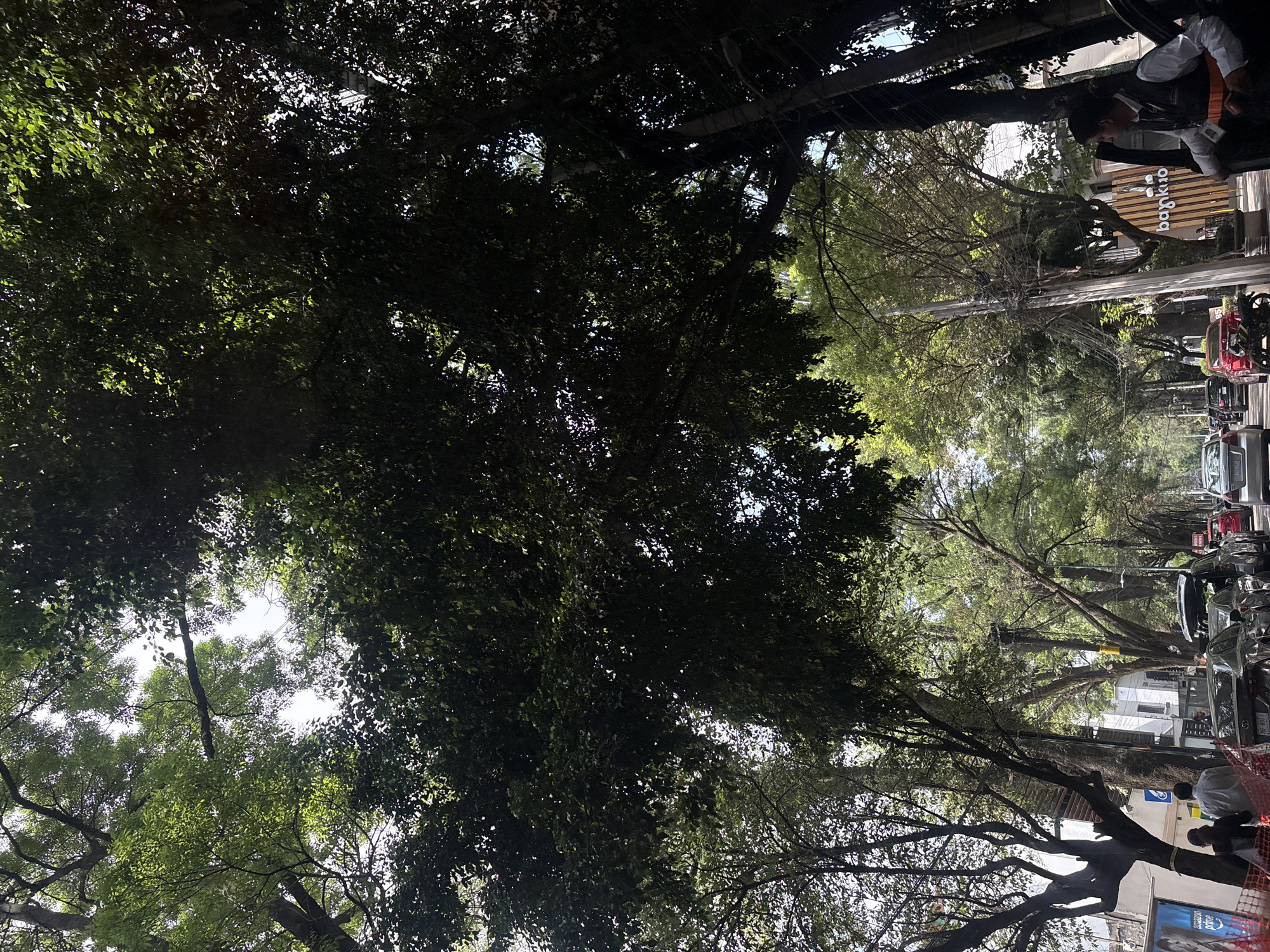 The image shows a street in Mexico City, Mexico, lined with trees that form a dense canopy overhead. Cars are parked along the right side of the street, and people are visible on the sidewalks. A "bankito" sign is visible on a building to the right. The image is taken from a low angle, looking up through the trees.