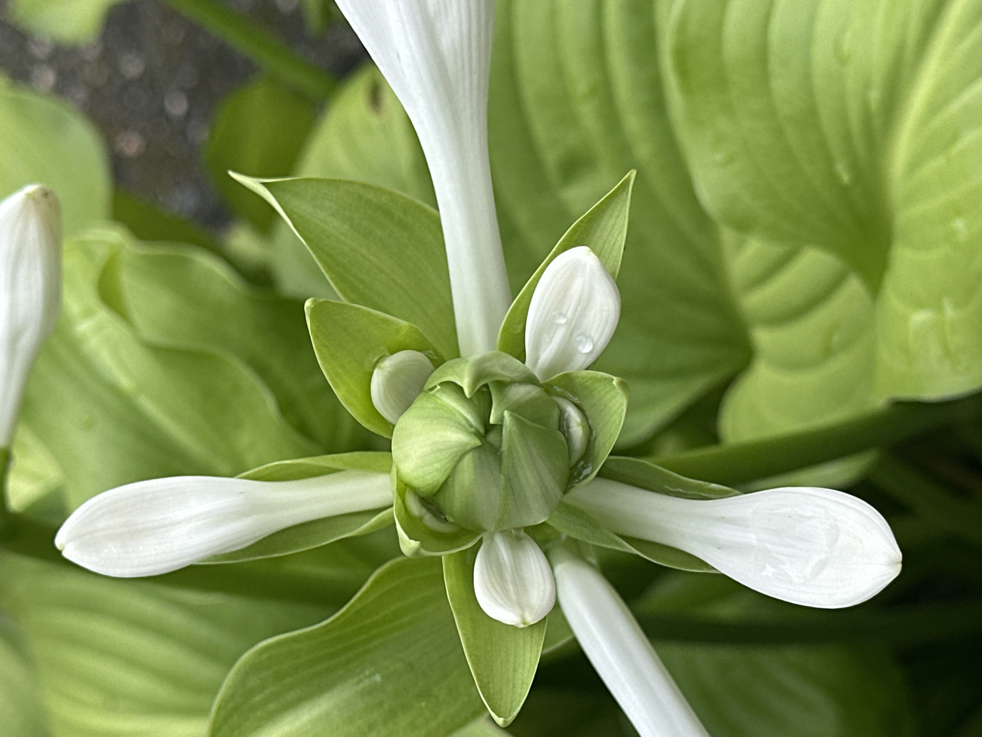 A close-up, overhead view captures a cluster of white Hosta flowers emerging from a green bud. The flowers, with their elongated, trumpet-like petals, are unfurling and extending outwards. Some of the petals bear small water droplets, suggesting recent rain or dew. The surrounding foliage is lush and vibrant green. The background is softly blurred, with hints of dark earth and possibly other plants. The image does not contain any identifiable landmarks or elements specific to Yessentuki, Russia.