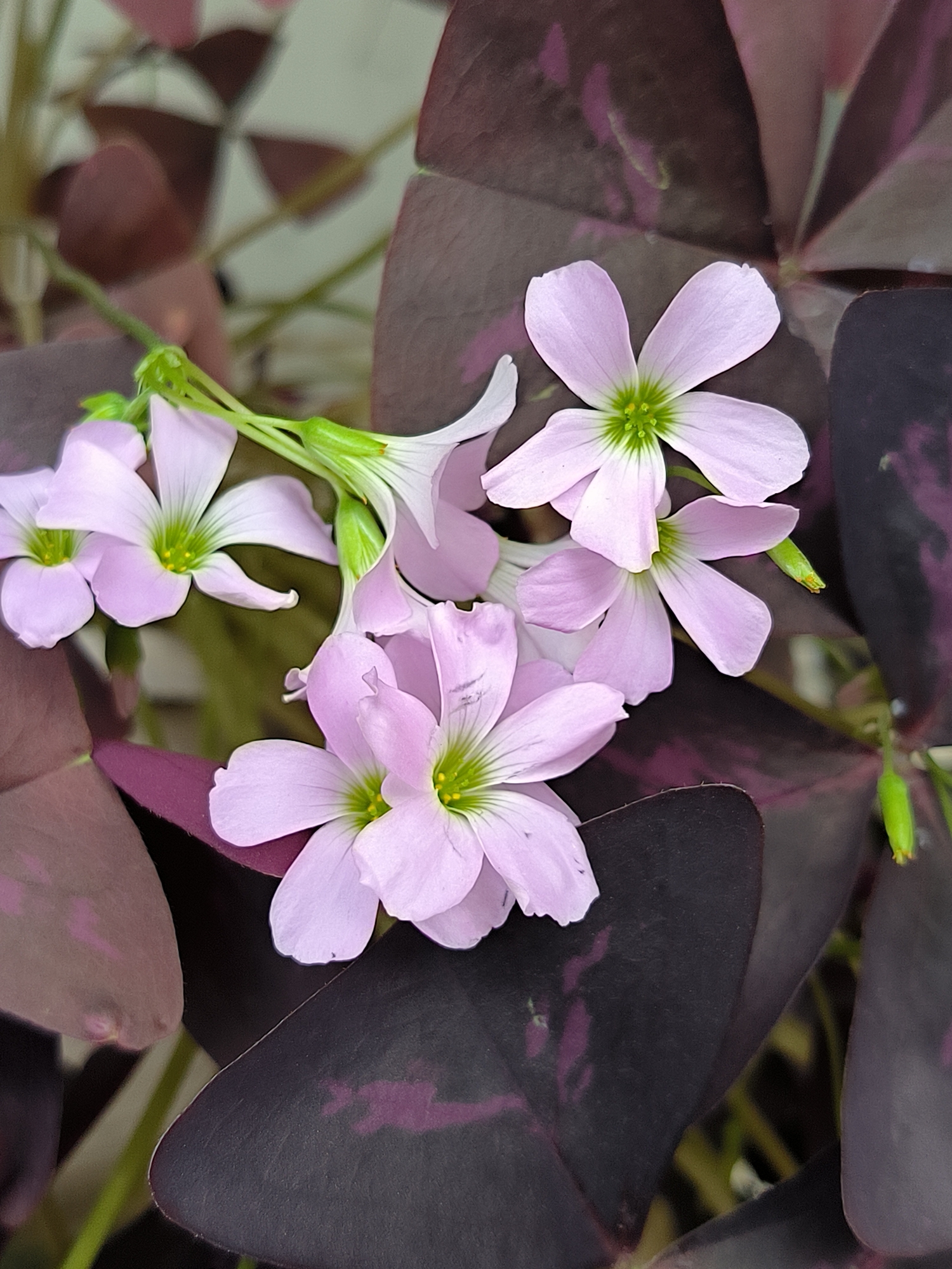 A close-up, eye-level shot features several delicate, pale pink flowers with bright green centers. The flowers have five petals each, with some petals slightly curled. They are clustered together, with some stems and sepals visible, also in shades of green and lighter pink. The flowers are set against a backdrop of large, heart-shaped leaves in a deep purple hue, with subtle darker purple markings. Some of the leaves are lighter, almost a dusty rose color, with similar darker markings. The background is softly blurred, suggesting a shallow depth of field. No specific location in Lhokseumawe, Indonesia can be identified from the image.