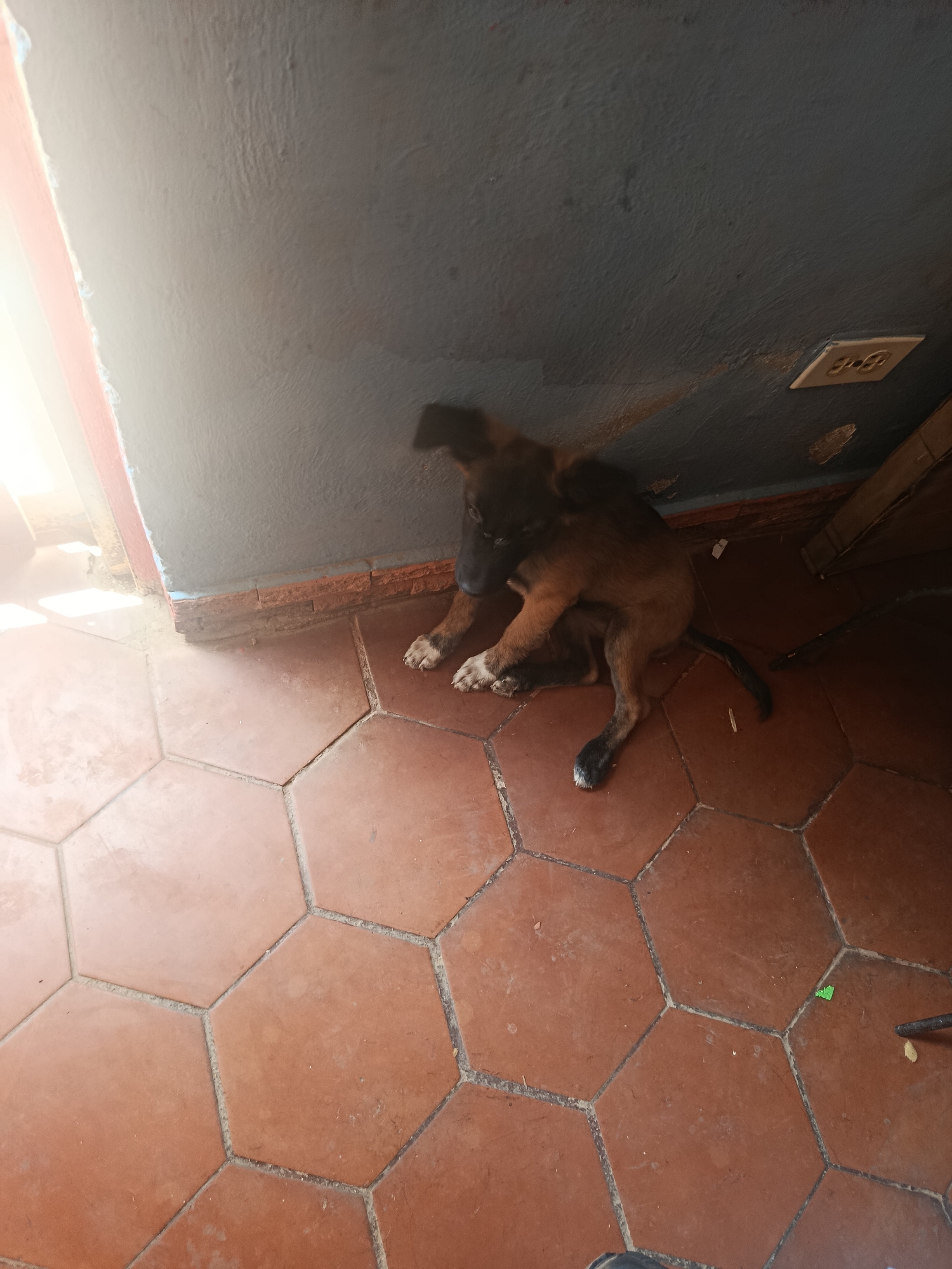A puppy sits in a corner of a room in Juan Griego, Venezuela. The floor is covered in hexagonal terracotta tiles. The lower part of the walls is tiled with dark brown bricks. The walls are painted gray. An electrical outlet is visible high up on the wall. The puppy has brown fur and black ears. It sits in a crouched position facing the corner. There is light coming in from an unseen window on the left.