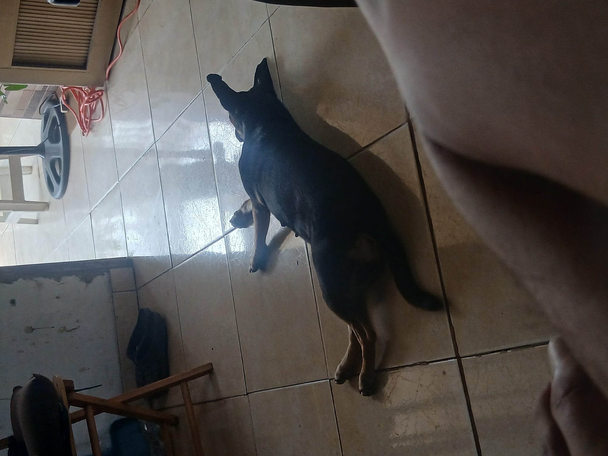 A black dog is lying on its back on a tiled floor. The dog's legs are in the air, and its head is tilted back. The dog appears to be relaxed. The floor is made of light-colored square tiles. In the background, there is a wooden chair with a dark object on it, and a black fan with a red cord. There is also a door frame with a wooden door. A person's leg is in the foreground of the image, partially obscuring the view of the dog. The image appears to have been taken indoors, possibly in a home. This scene is consistent with a residential setting within the city of Santa Ana, Venezuela.