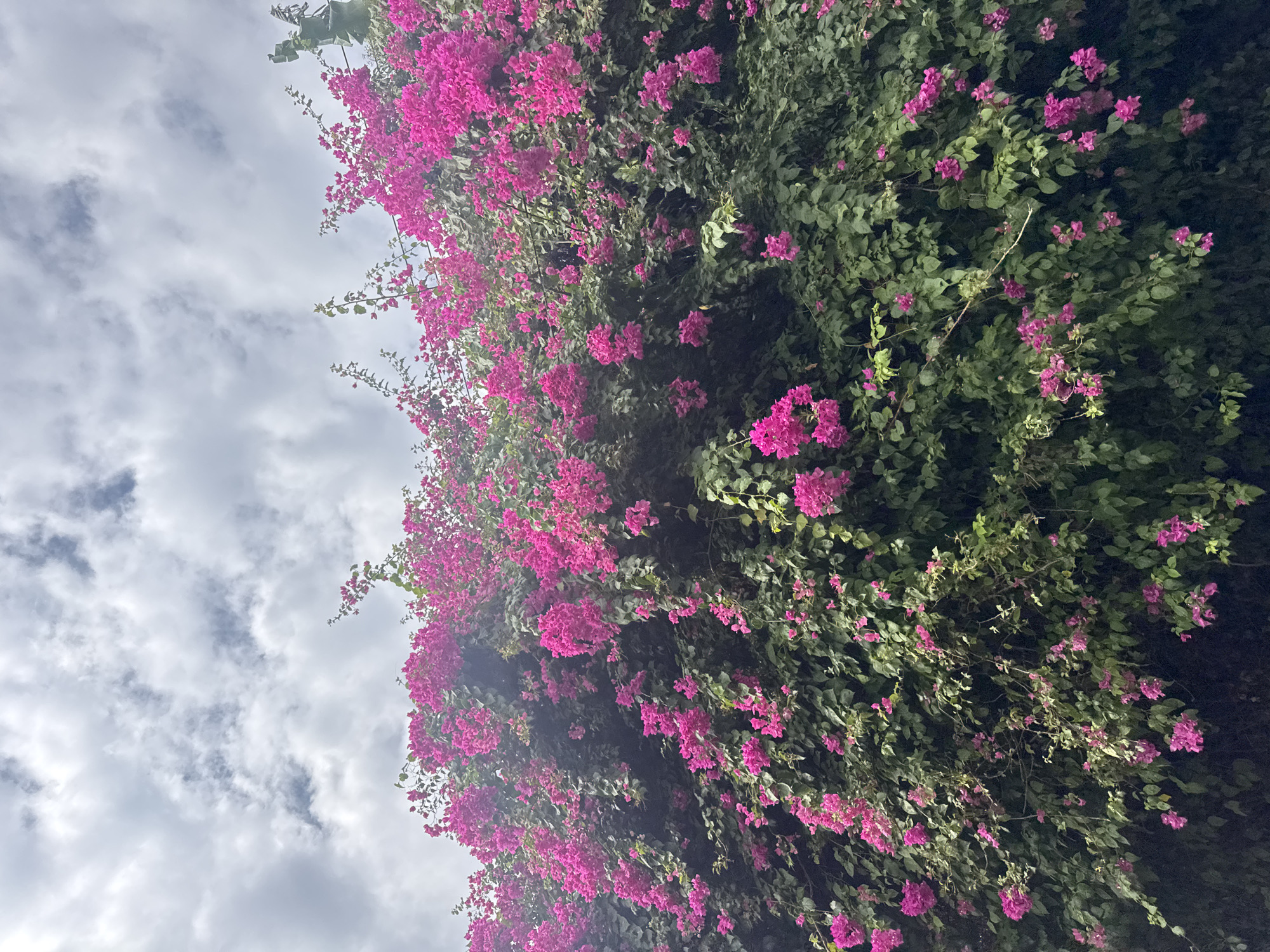The image displays a vibrant bougainvillea plant in full bloom, its fuchsia-colored flowers cascading over lush green foliage. The plant appears to be a large, overgrown hedge or vine, possibly covering a wall or fence. Above the bougainvillea, a cloudy sky with patches of blue is visible. The image quality is good, with clear details and natural lighting. The scene is set in a natural environment, likely an outdoor space in Abang, Indonesia, given the vegetation and climate. There are no people or discernible actions captured in the frame.