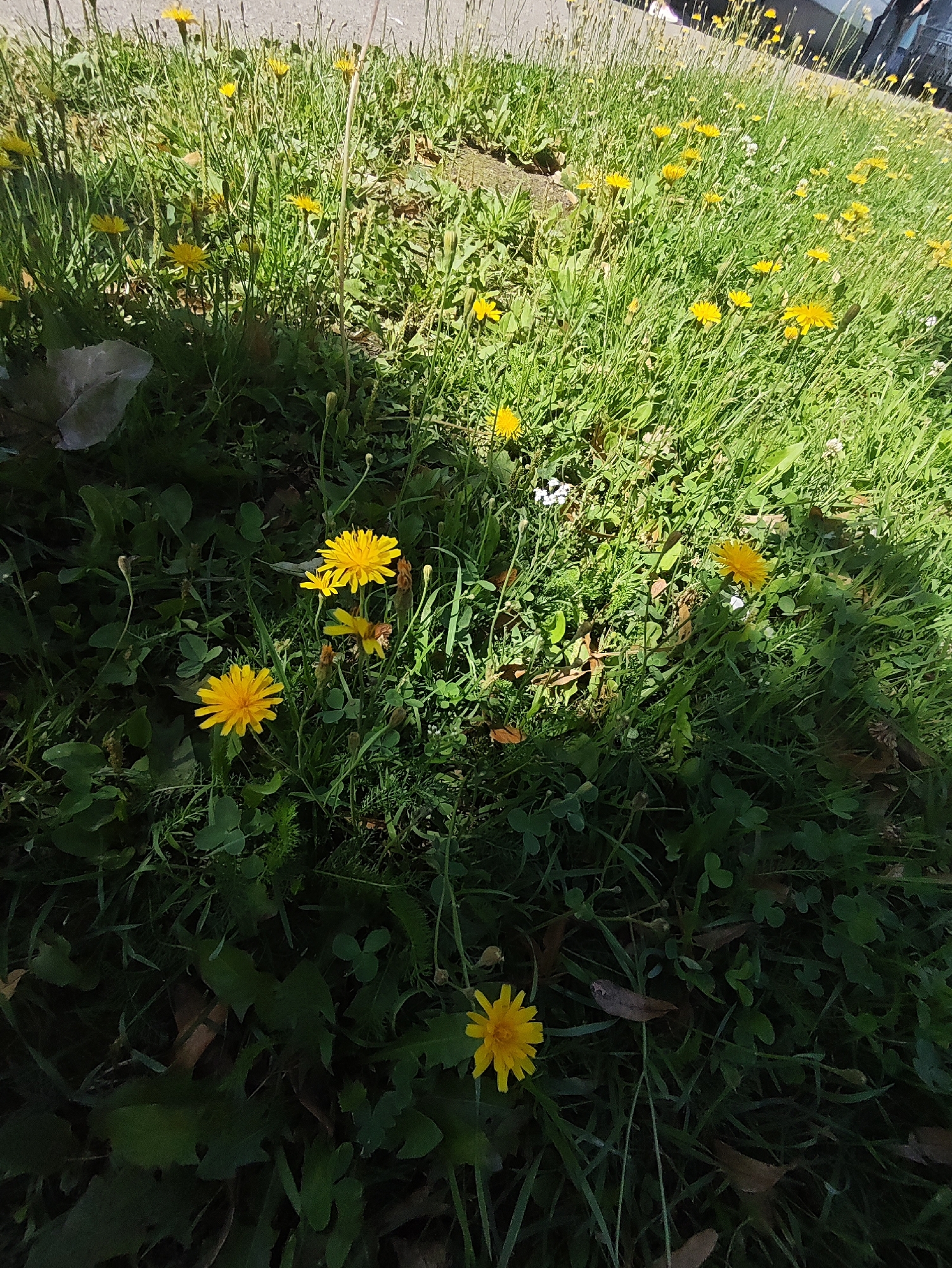 The image depicts a close-up view of a grassy area dotted with numerous yellow dandelions and green foliage. The sunlight casts dappled shadows across the scene, creating a contrast between illuminated and shaded sections. In the background, a paved surface and indistinct human figures suggest an urban environment. The foreground is dominated by the wildflowers and varying textures of grass and leaves, some of which appear dry and brown, possibly fallen. The overall impression is one of a natural patch within a developed area.