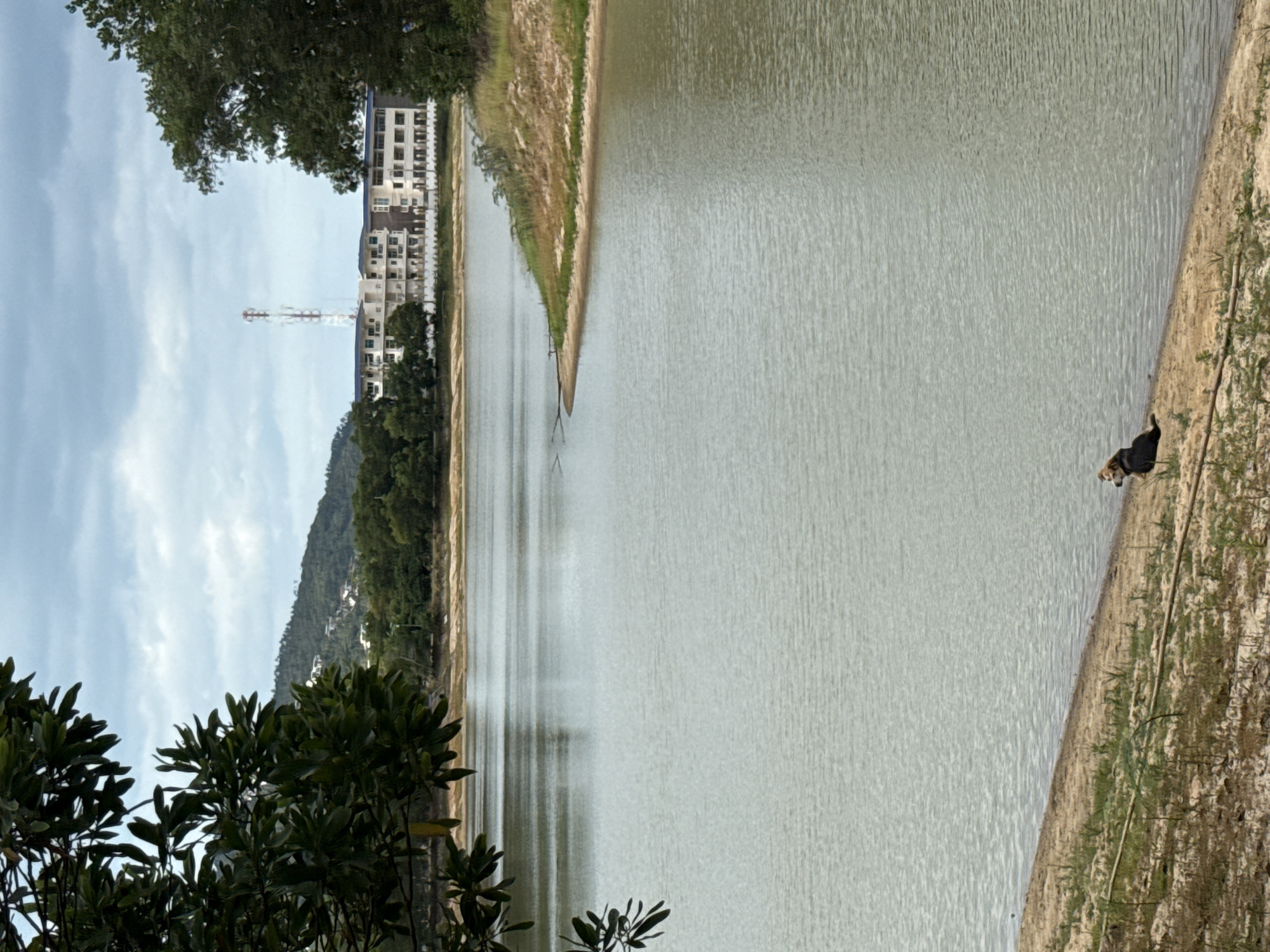 A scenic view of a lake on a cloudy day in Ko Samui District, Thailand. A small, brown and black dog is sitting on the sandy shore in the foreground. The lake stretches across the majority of the frame, with gentle ripples on its surface. In the background, a treeline separates the water from a hillside covered in lush green vegetation. Several modern, multi-story buildings are visible on the hillside, and a tall telecommunications tower stands out against the sky. The sky is filled with overcast, gray clouds. A branch with green leaves hangs from the upper left corner of the image, framing the scene. The shore in the foreground is a mix of sand and sparse, dry grass.