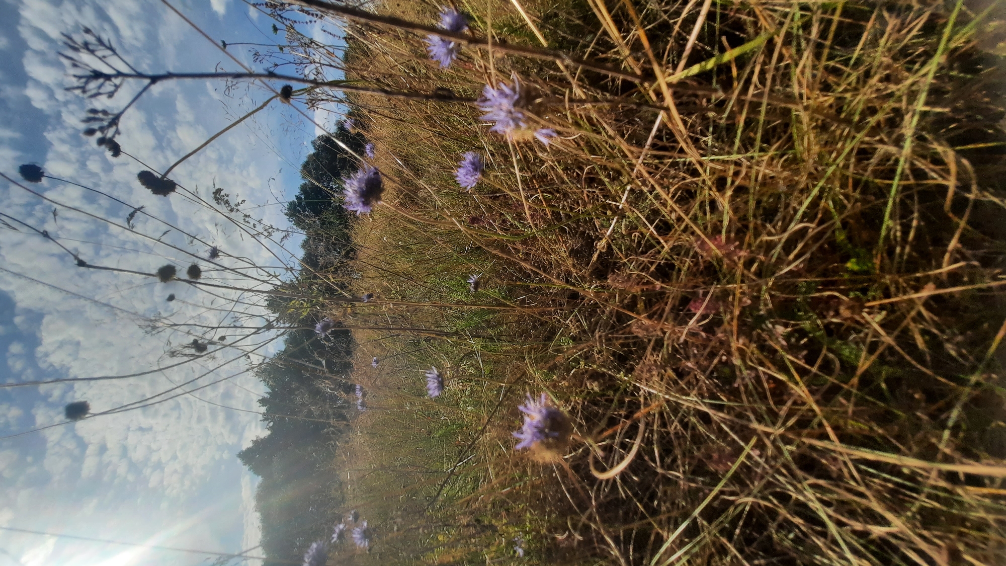The image depicts a low-angle view of a grassy field with scattered purple flowers under a partly cloudy sky. The sun is visible in the upper left corner, casting a lens flare. Tall, dry grass stalks dominate the foreground, with several purple scabious flowers in bloom throughout the scene. In the background, a line of trees forms a dark silhouette against the sky. The overall impression is of a natural, possibly wild, outdoor environment. There is no indication of urban settings or human presence within the image.