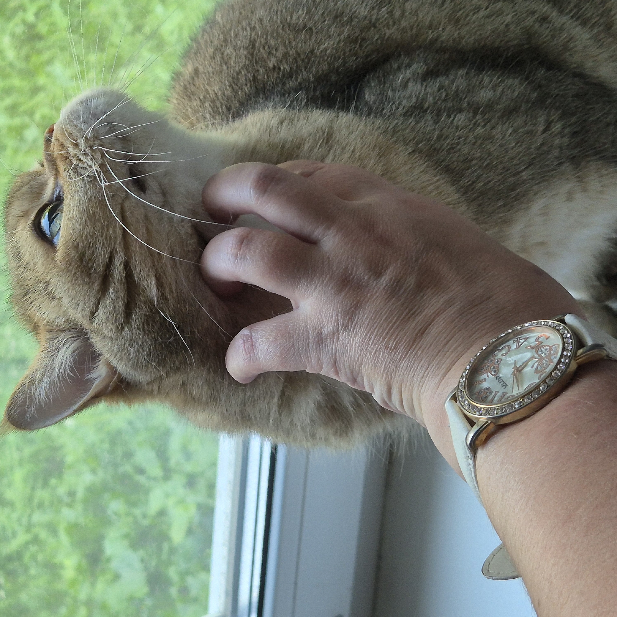 A person's hand with a white-strapped, gold-rimmed wristwatch with rhinestones is stroking the chin of a short-haired tabby cat. The cat, with light brown fur and darker tabby markings, is looking upwards and to the right. The background is a blurred green foliage, suggesting an outdoor setting or a window view. The scene appears to be indoors, near a window. There is no specific information about the location in Kemerovo, Russia, present in the image.