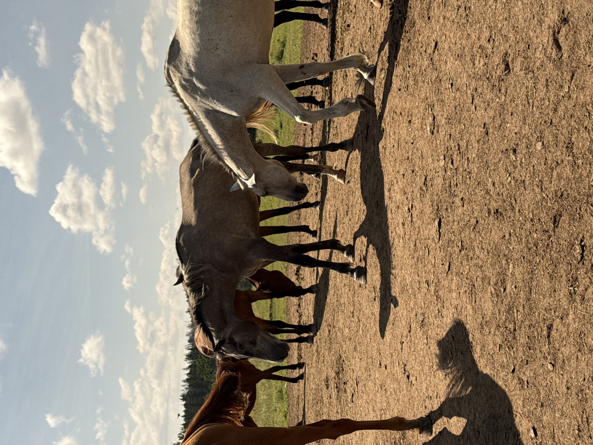 A herd of horses are gathered on a dusty, dry field under a partially cloudy sky. The horses are of various colors, including white, gray, and brown. Some horses are grazing or looking down, while others stand with their heads up. In the background, a line of trees forms the edge of the field, with hints of green grass visible. The ground is predominantly a light brown, with some patches of straw or dry vegetation scattered about. Shadows of the horses are cast on the ground, indicating it is daytime. The overall impression is a rural, open-air setting. The location is identified as Galinė, Lithuania.