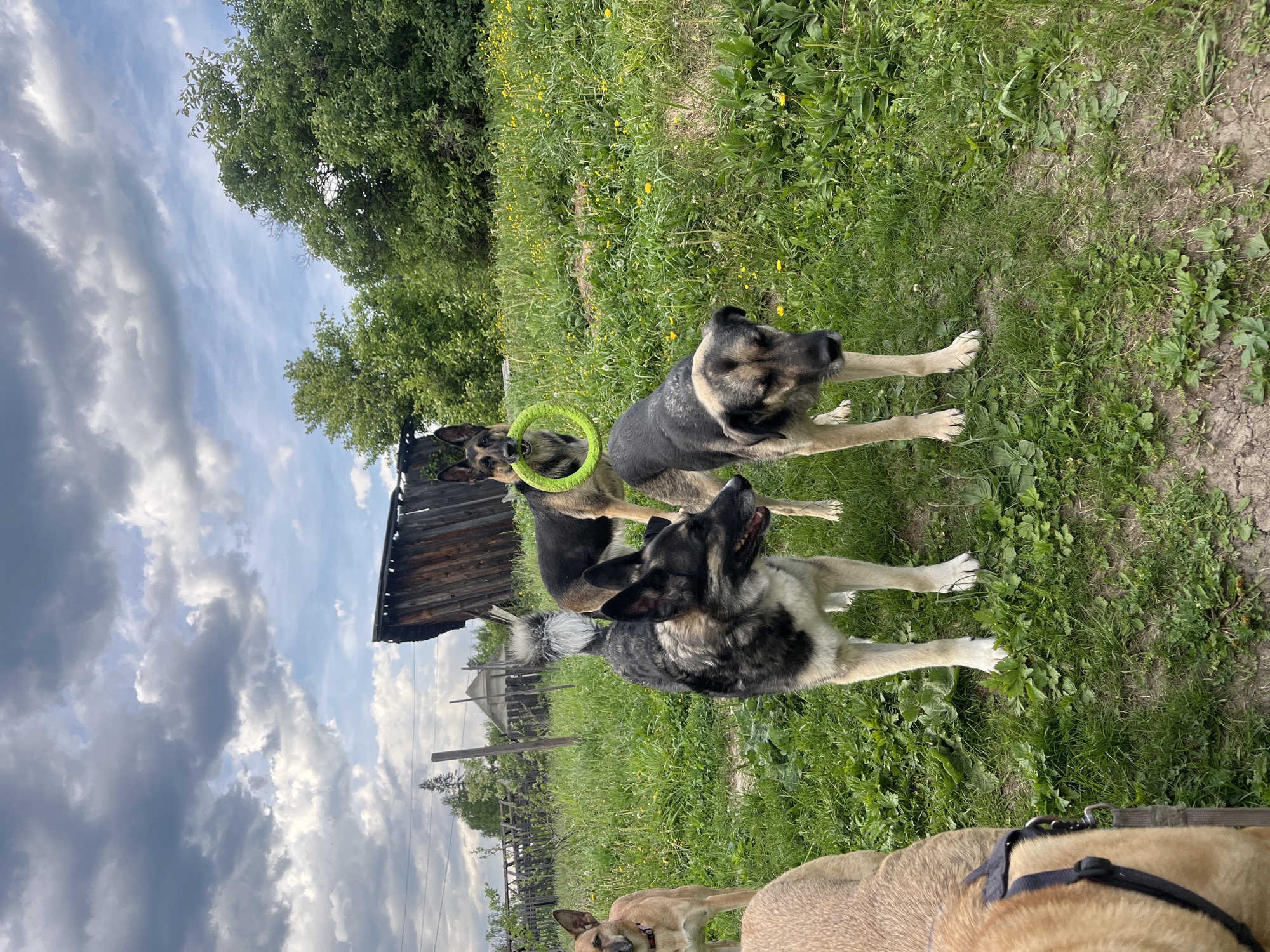 The image shows a grassy yard with three dogs. Two of the dogs are German Shepherds. One German Shepherd has a green ring toy around its neck. The third dog is a light brown color with a black collar. In the background are trees, a wooden fence, and a small building. The location could be in the city of Nizhny Tagil, Russia.